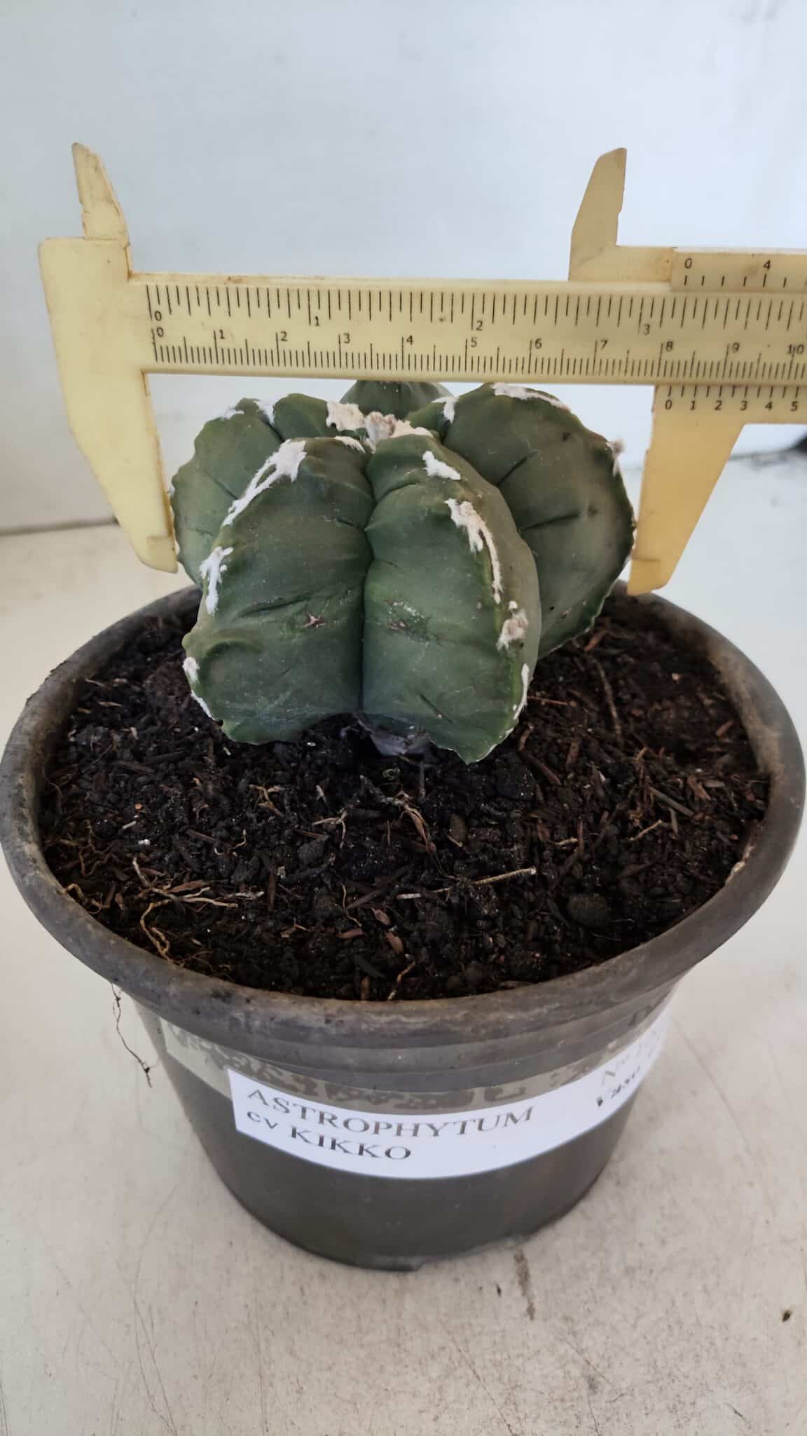MATRIZ ASTROPHYTUM cv KIKKO  Nº 1005 – vaso 15