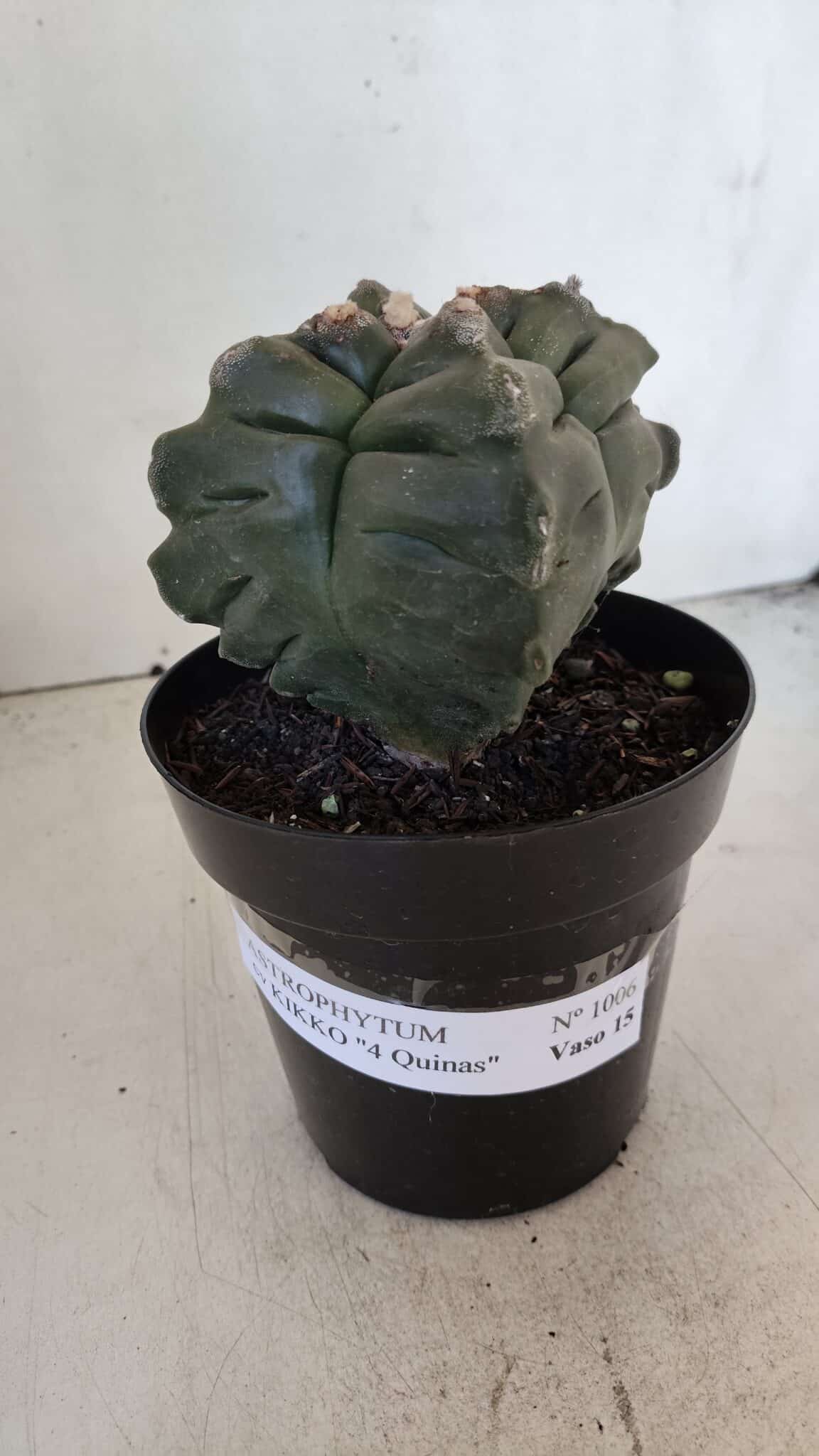 ASTROPHYTUM cv KIKKO "4 Quinas"  Nº 1006 – vaso 15