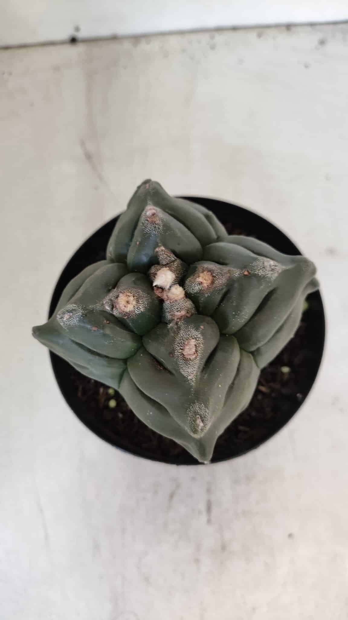 ASTROPHYTUM cv KIKKO "4 Quinas"  Nº 1006 – vaso 15