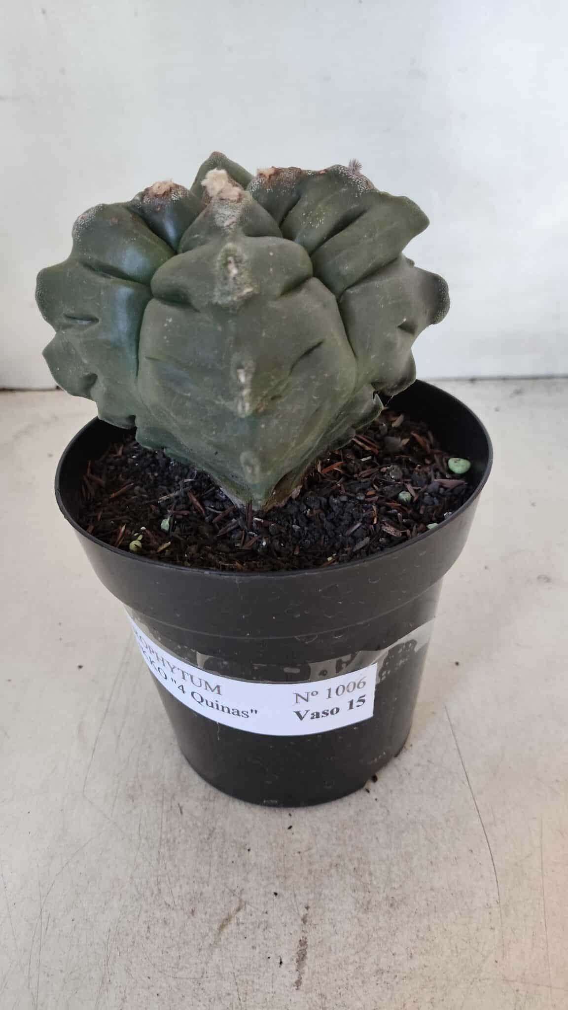 ASTROPHYTUM cv KIKKO "4 Quinas"  Nº 1006 – vaso 15