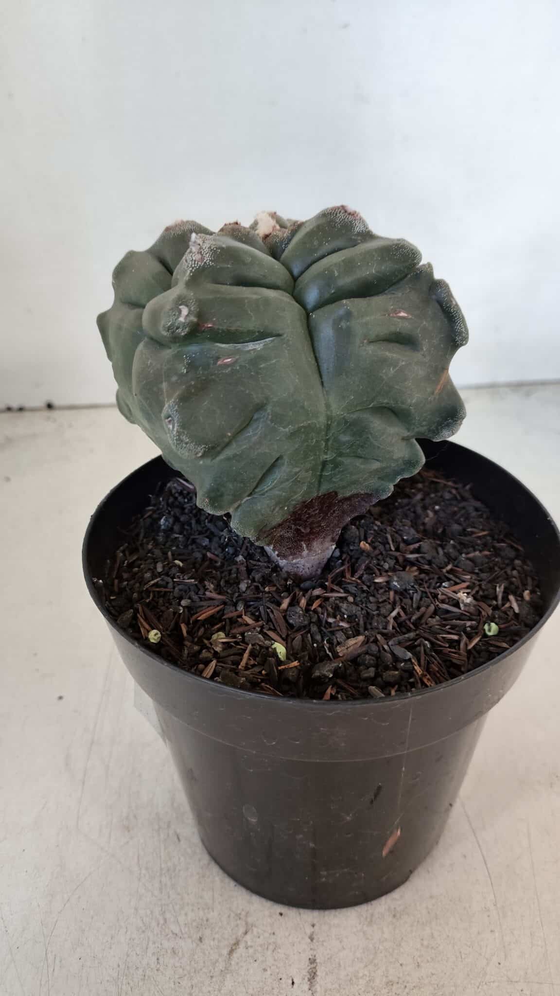 ASTROPHYTUM cv KIKKO "4 Quinas"  Nº 1006 – vaso 15