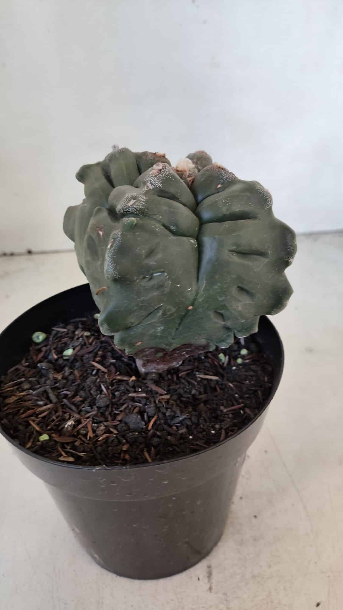 ASTROPHYTUM cv KIKKO "4 Quinas"  Nº 1006 – vaso 15