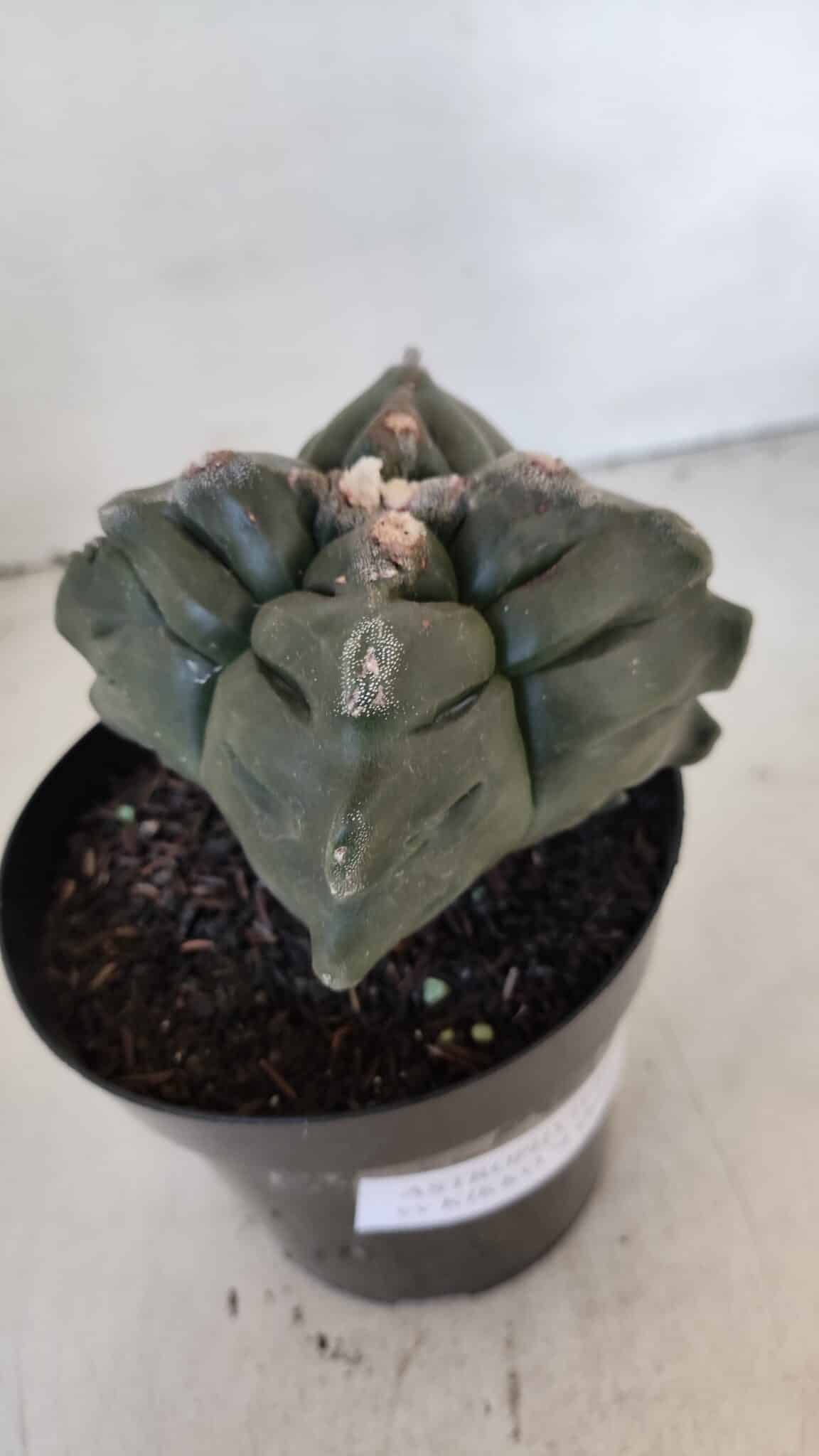 ASTROPHYTUM cv KIKKO "4 Quinas"  Nº 1006 – vaso 15