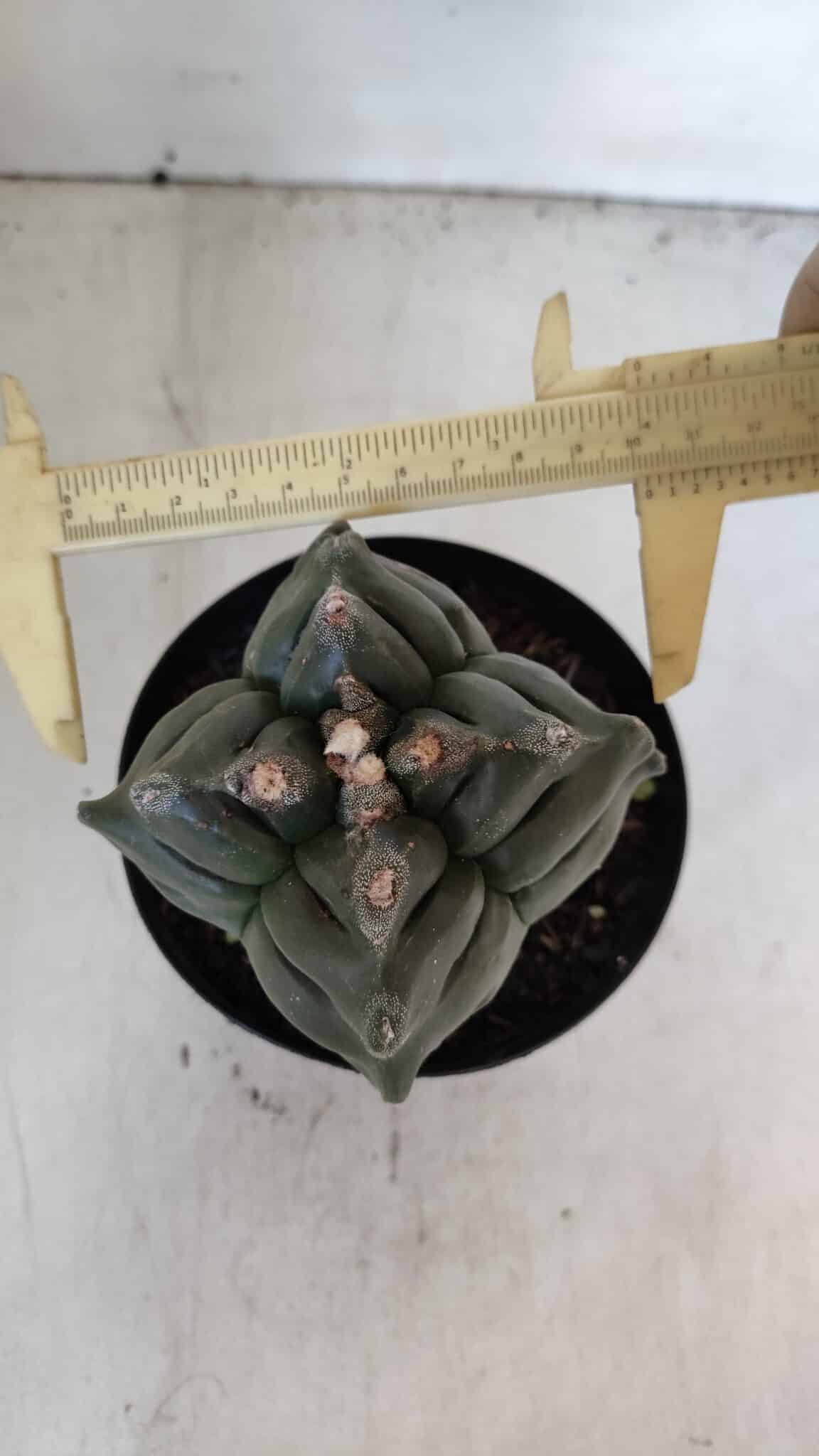 ASTROPHYTUM cv KIKKO "4 Quinas"  Nº 1006 – vaso 15