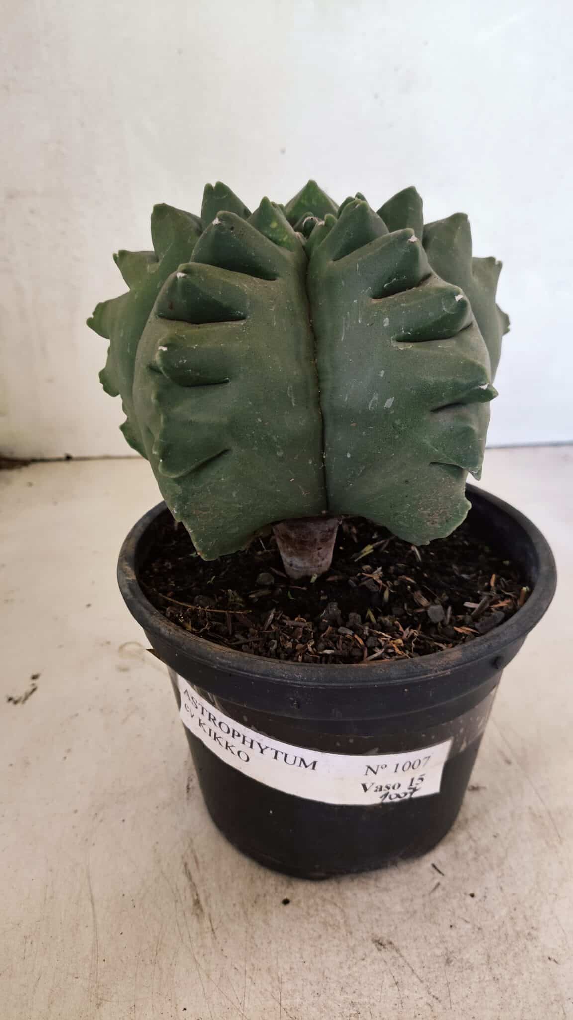 MATRIZ ASTROPHYTUM cv KIKKO  Nº 1007 – vaso 15 - foto 2