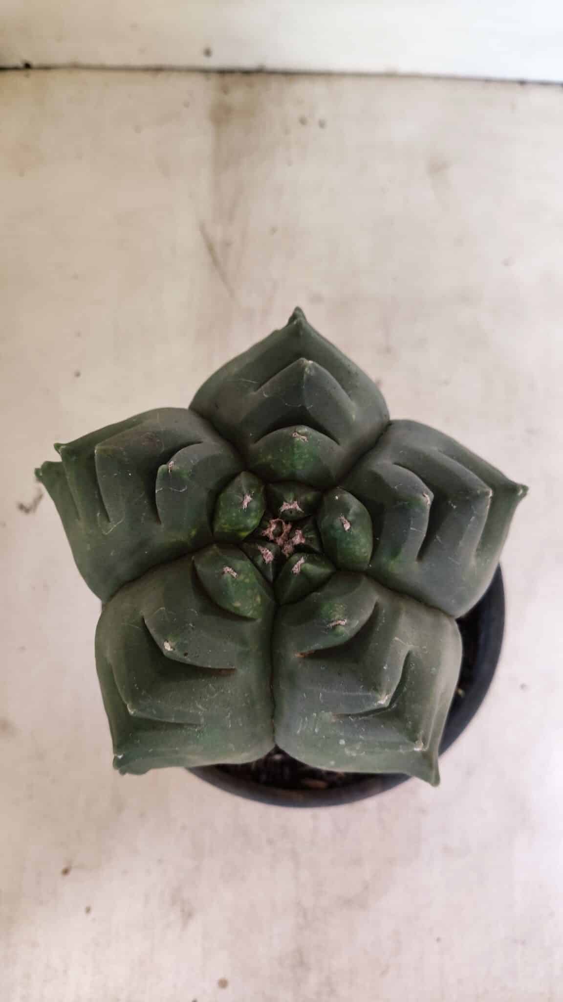 MATRIZ ASTROPHYTUM cv KIKKO  Nº 1007 – vaso 15 - foto 3