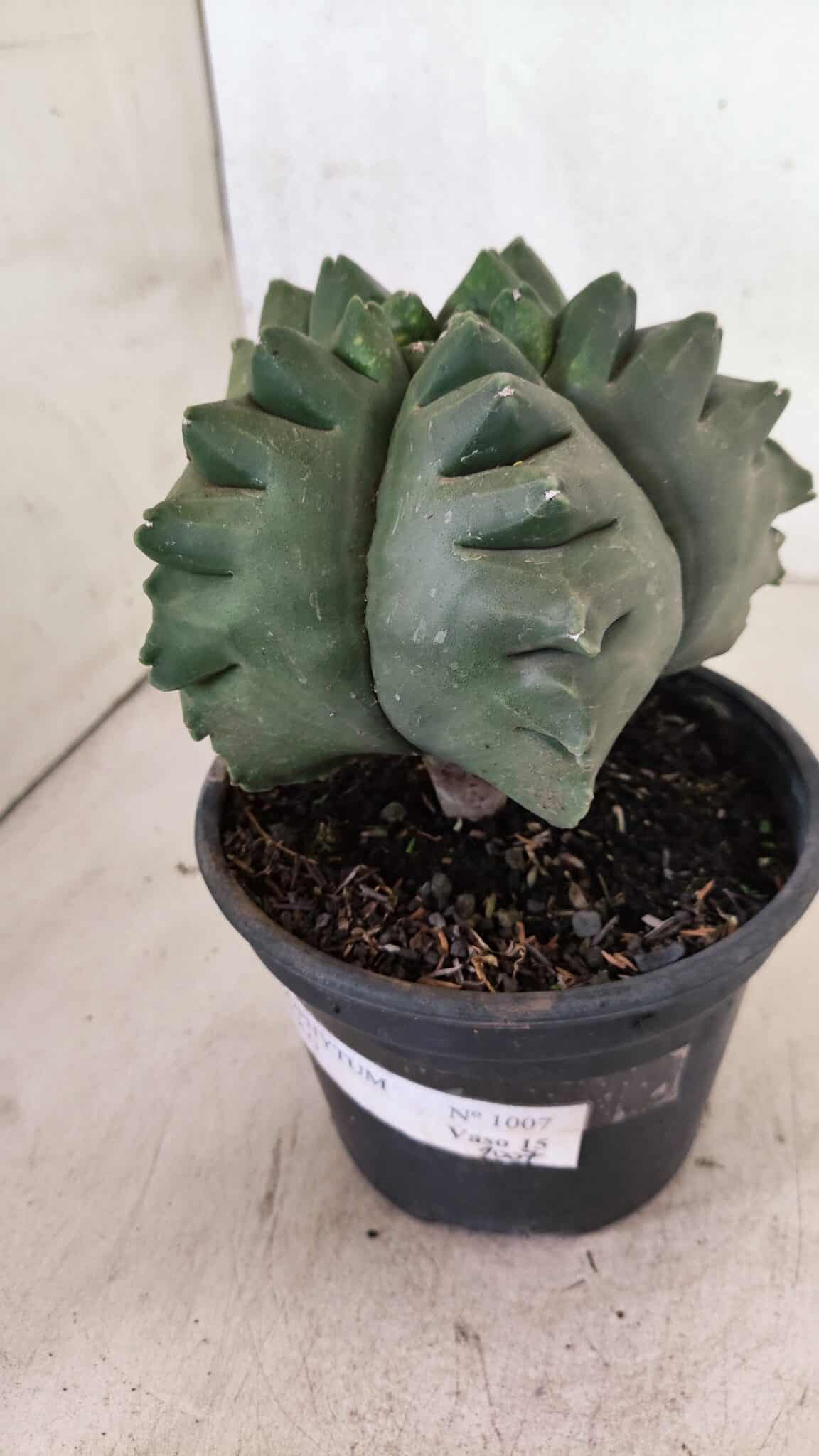 MATRIZ ASTROPHYTUM cv KIKKO  Nº 1007 – vaso 15 - foto 9