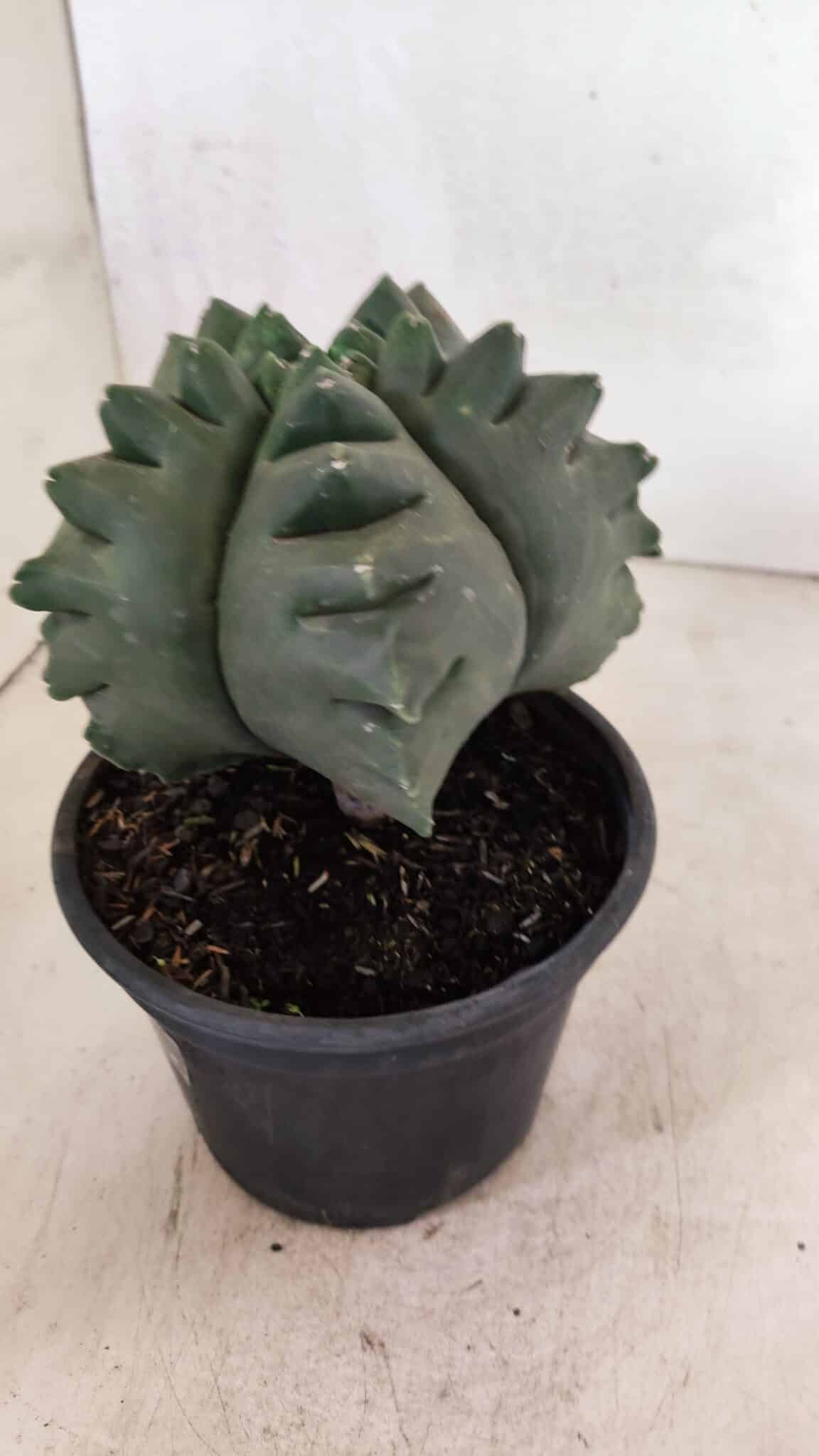 MATRIZ ASTROPHYTUM cv KIKKO  Nº 1007 – vaso 15 - foto 8