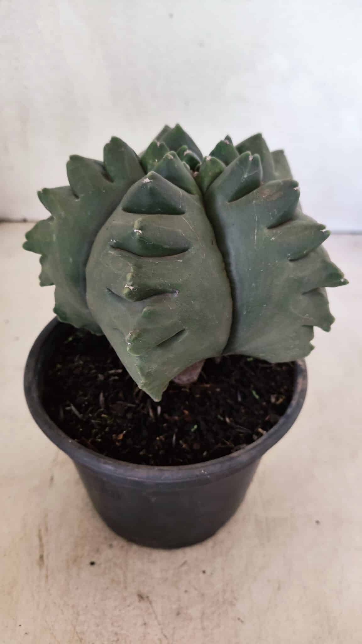 MATRIZ ASTROPHYTUM cv KIKKO  Nº 1007 – vaso 15 - foto 7