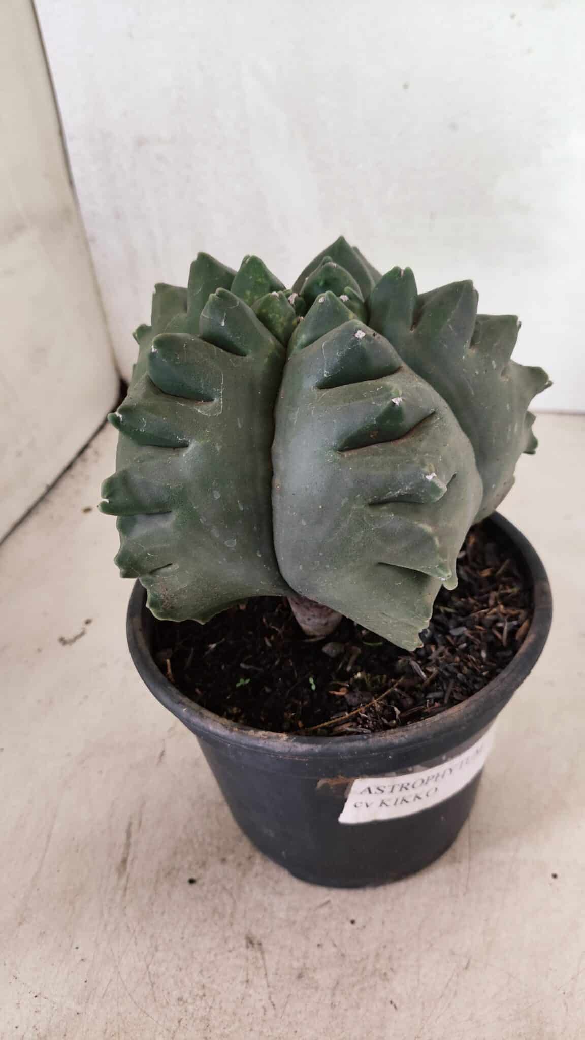 MATRIZ ASTROPHYTUM cv KIKKO  Nº 1007 – vaso 15 - foto 6