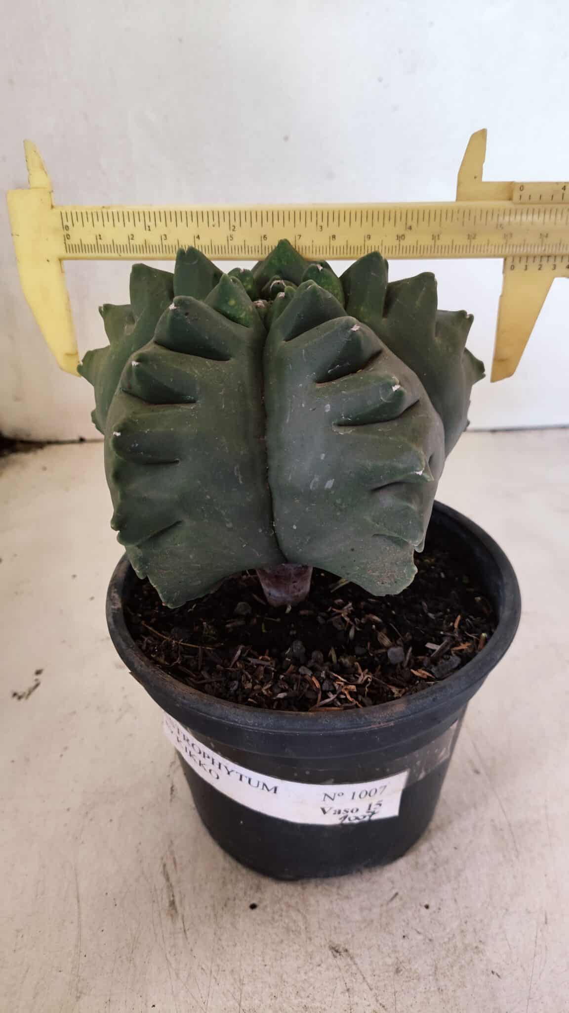 MATRIZ ASTROPHYTUM cv KIKKO  Nº 1007 – vaso 15 - foto 4