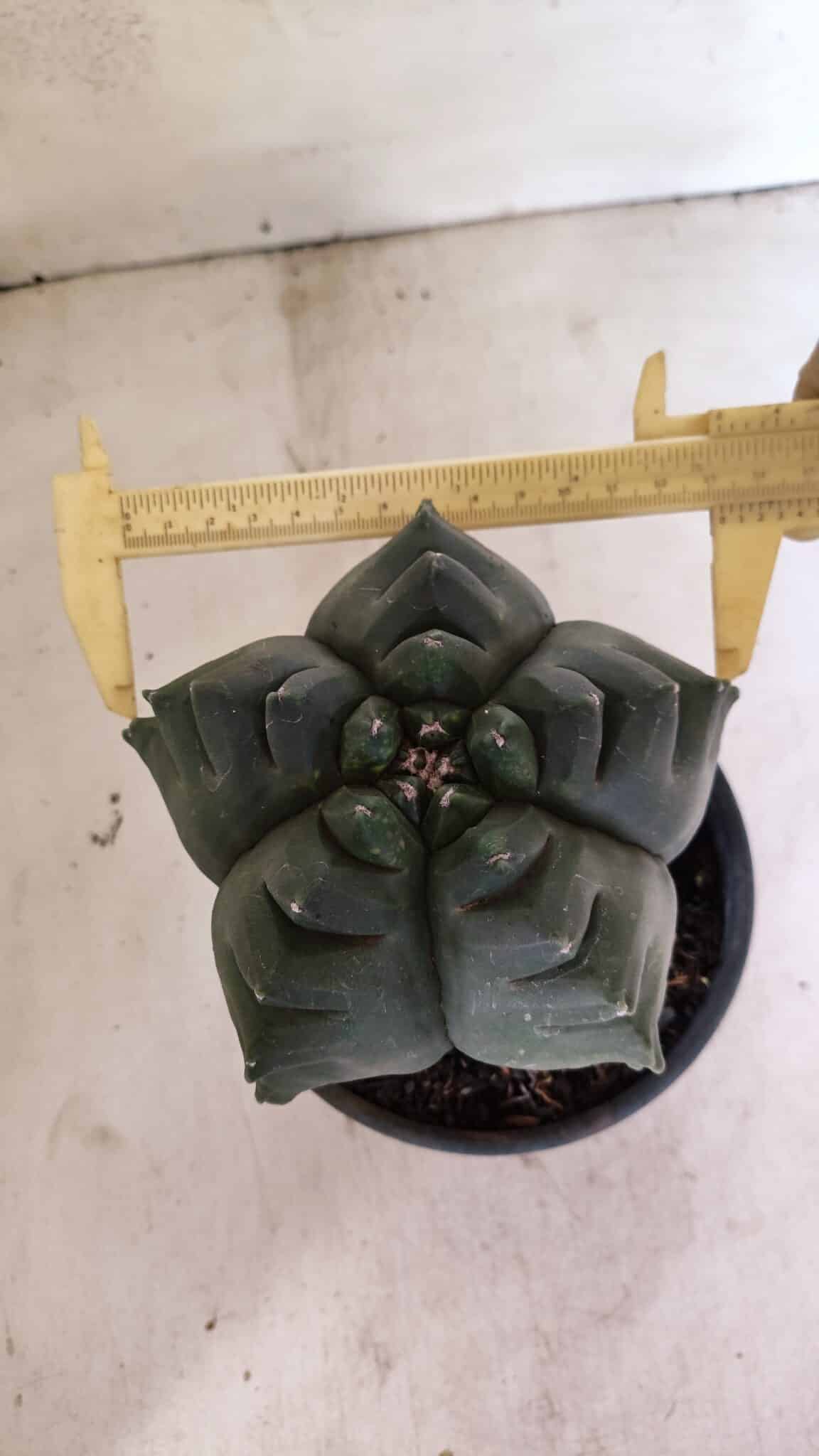 MATRIZ ASTROPHYTUM cv KIKKO  Nº 1007 – vaso 15 - foto 5