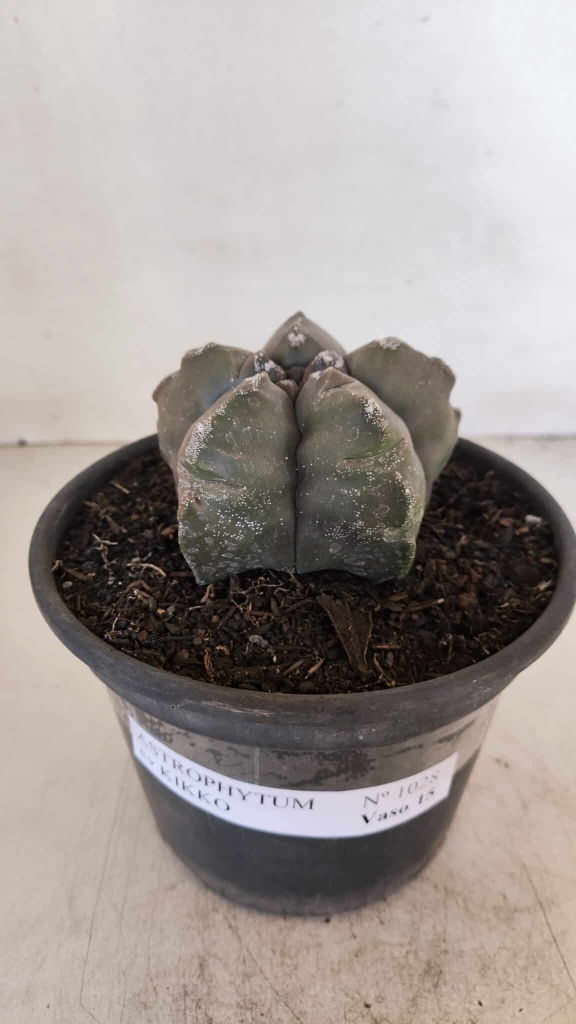 ASTROPHYTUM cv KIKKO Nº 1028 – vaso 15
