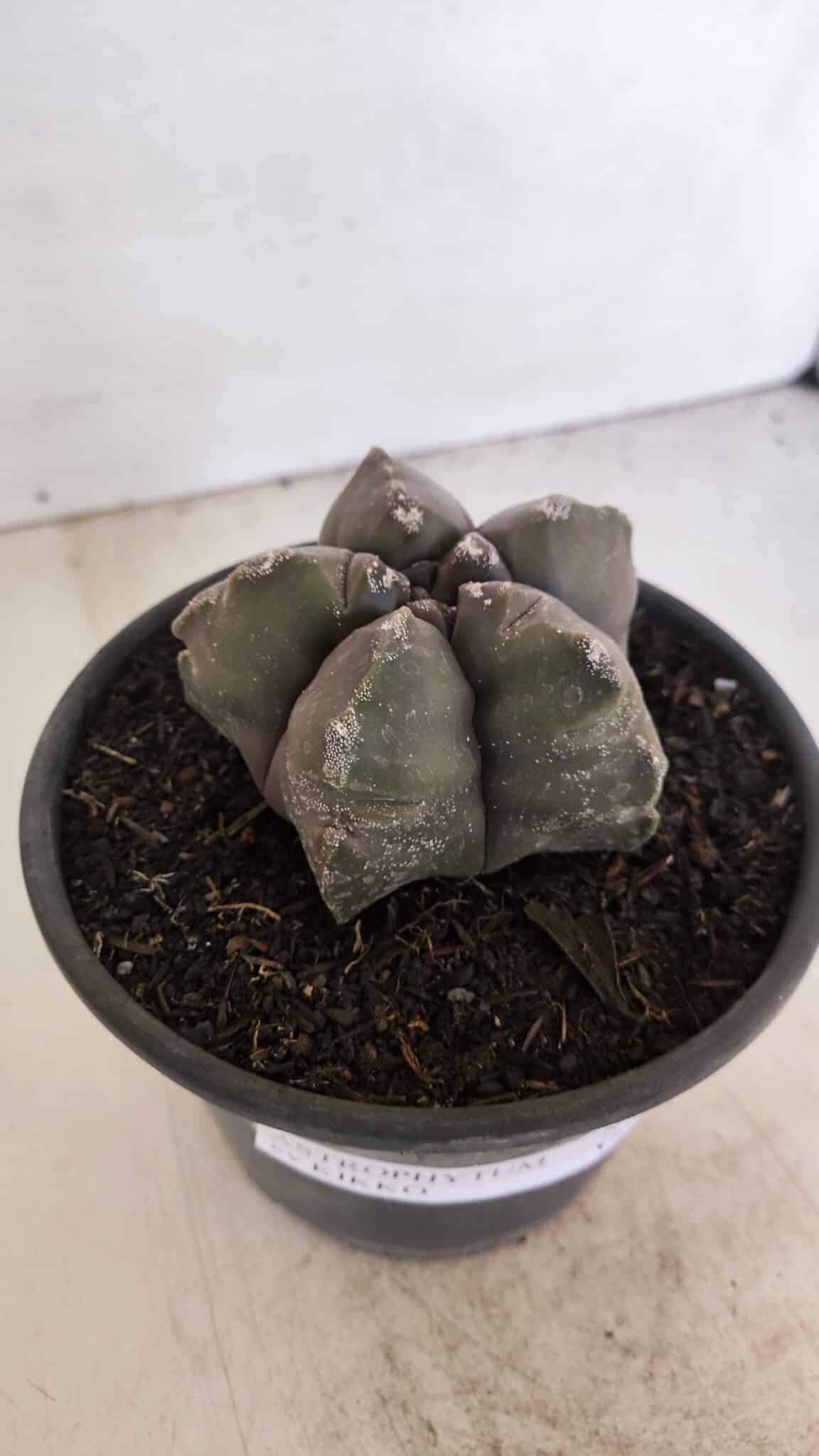 ASTROPHYTUM cv KIKKO Nº 1028 – vaso 15