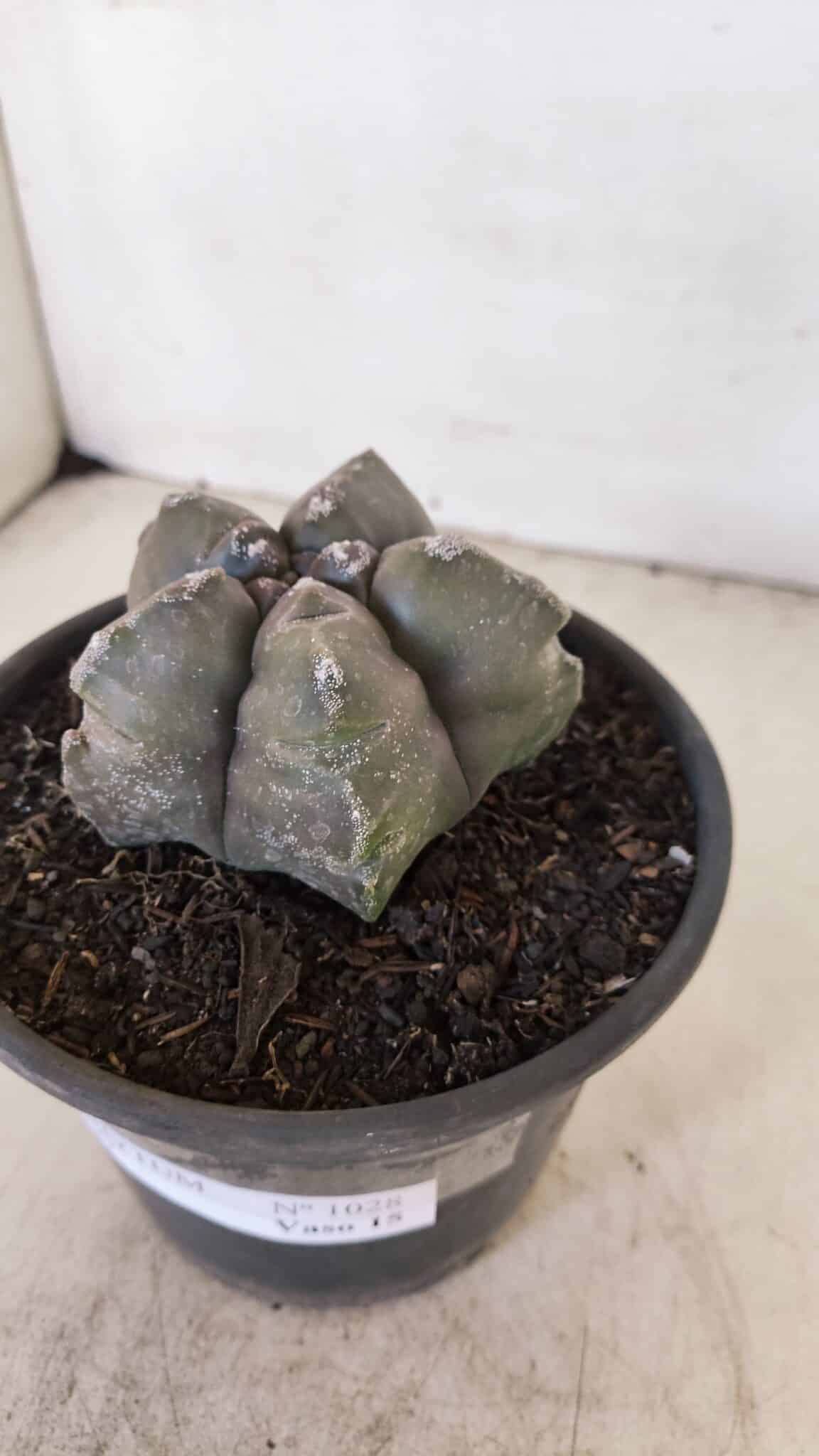 ASTROPHYTUM cv KIKKO Nº 1028 – vaso 15