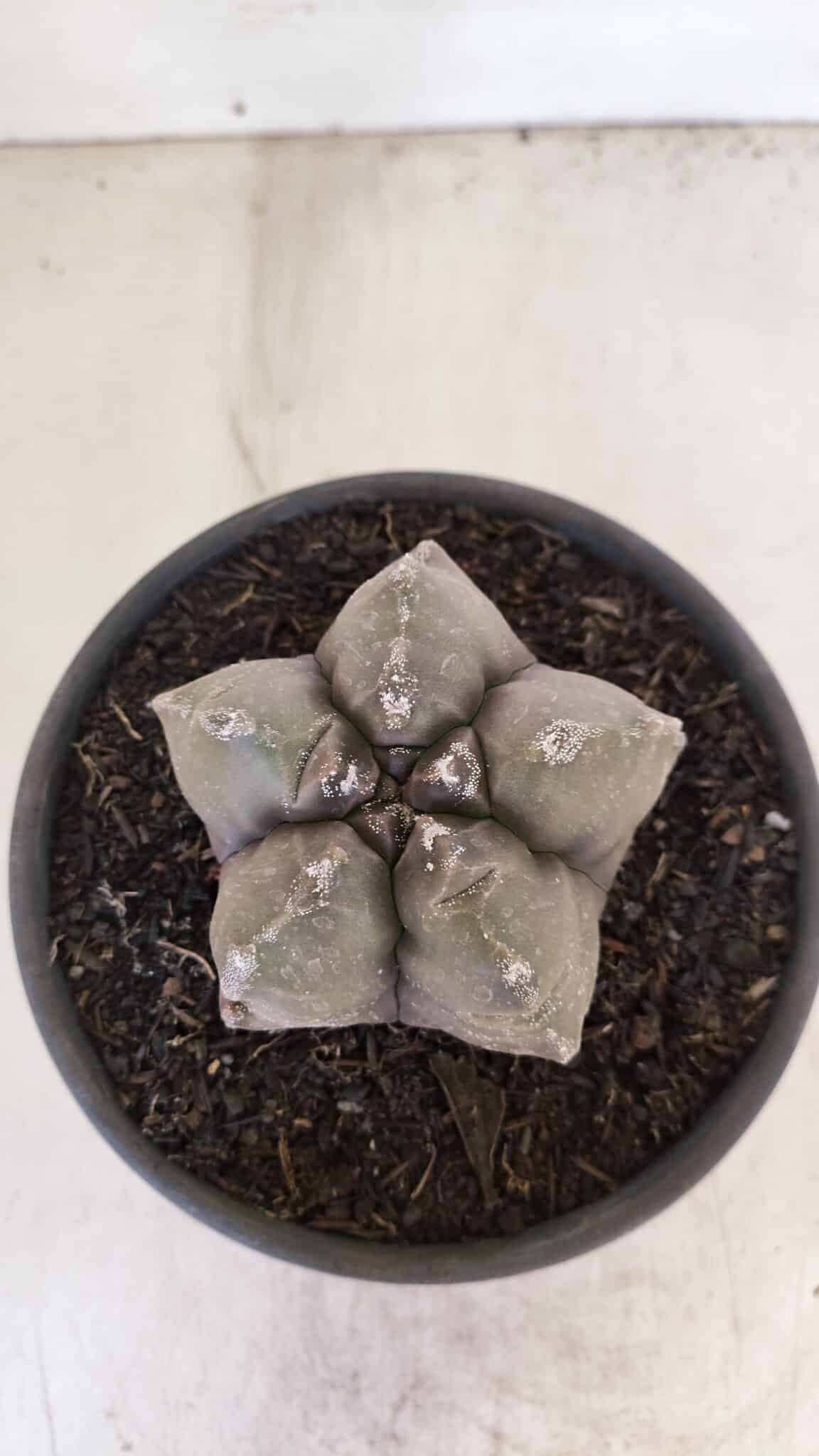 ASTROPHYTUM cv KIKKO Nº 1028 – vaso 15