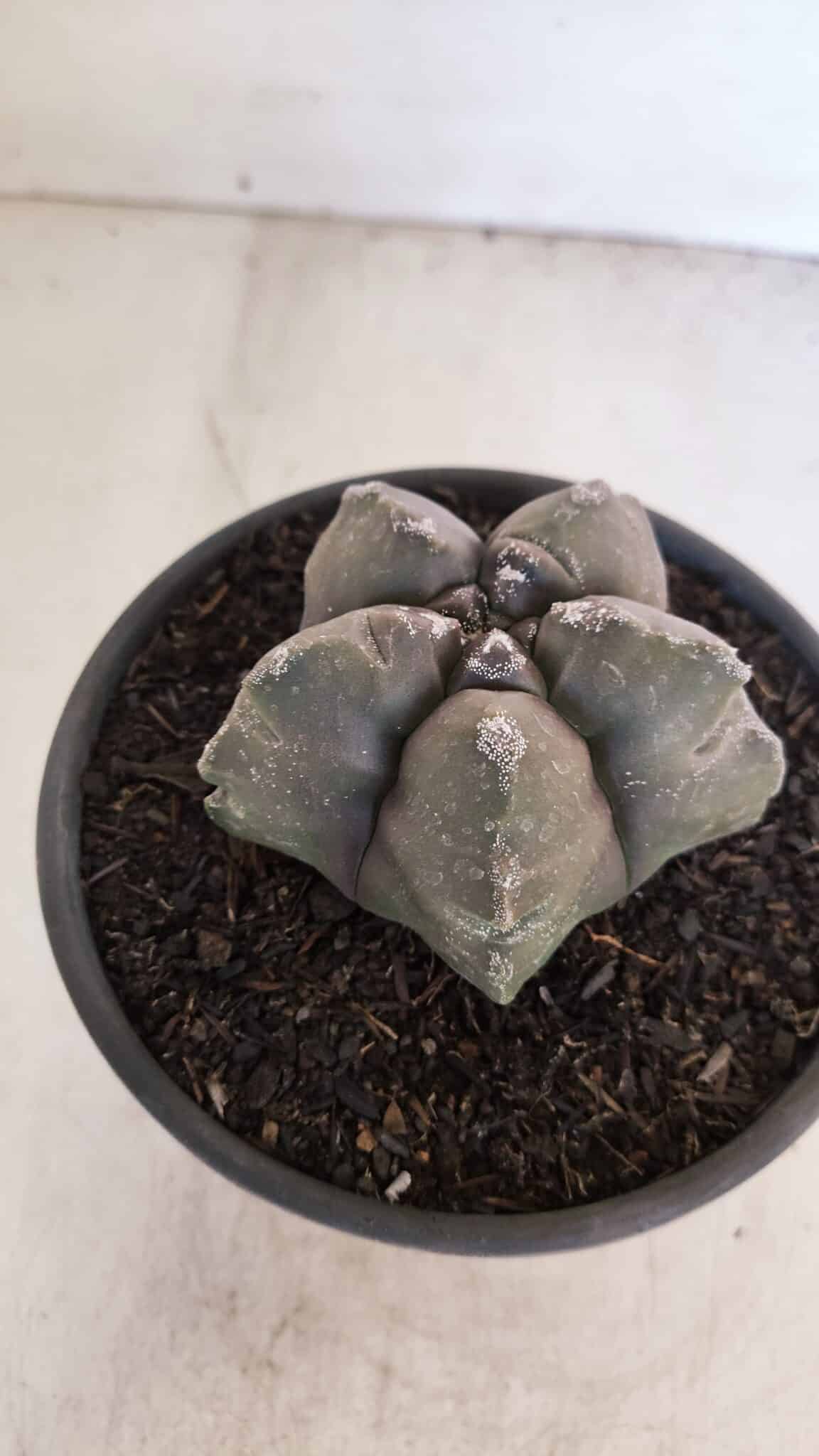 ASTROPHYTUM cv KIKKO Nº 1028 – vaso 15