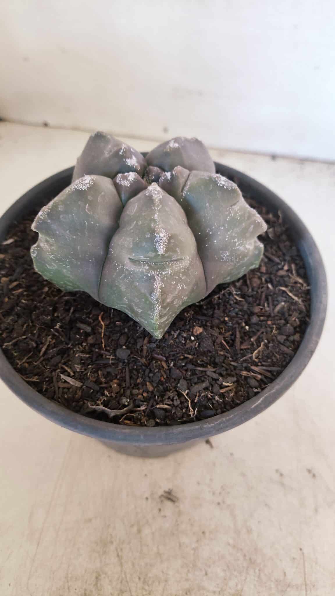 ASTROPHYTUM cv KIKKO Nº 1028 – vaso 15