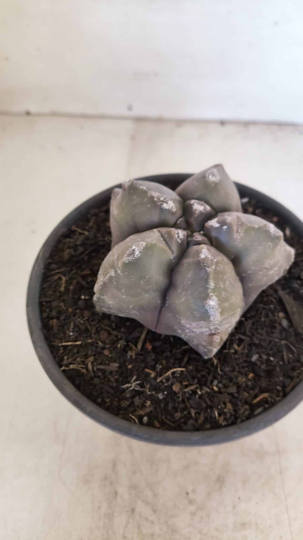 ASTROPHYTUM cv KIKKO Nº 1028 – vaso 15