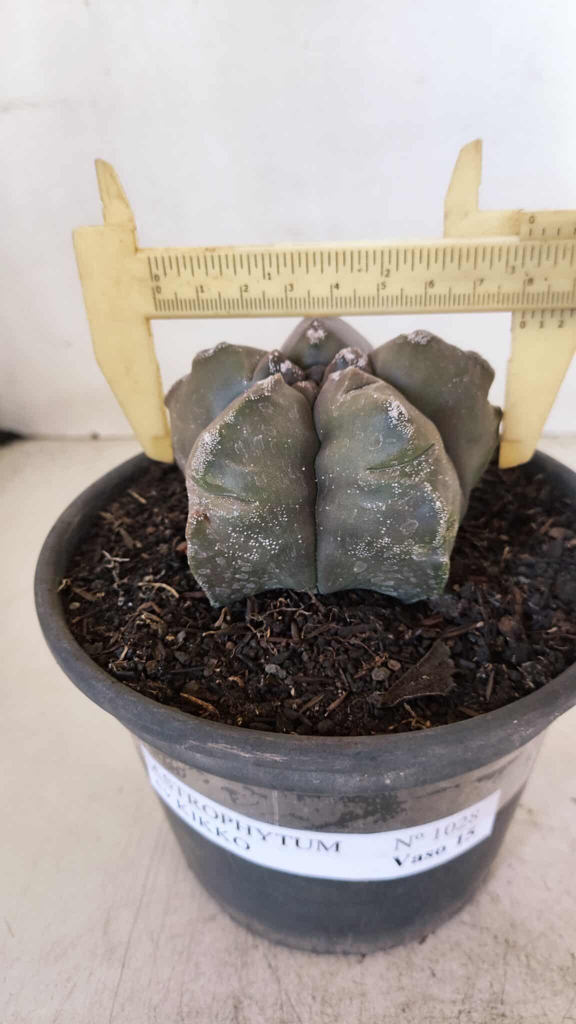 ASTROPHYTUM cv KIKKO Nº 1028 – vaso 15