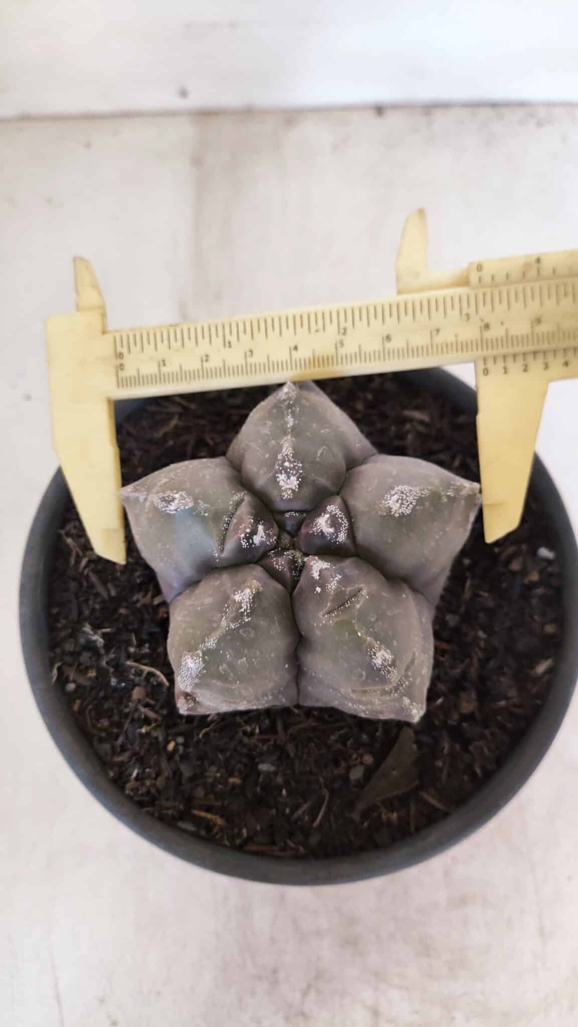 ASTROPHYTUM cv KIKKO Nº 1028 – vaso 15