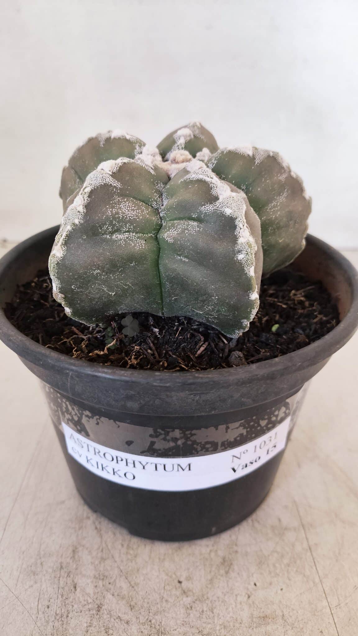 ASTROPHYTUM cv KIKKO Nº 1031 – vaso 15