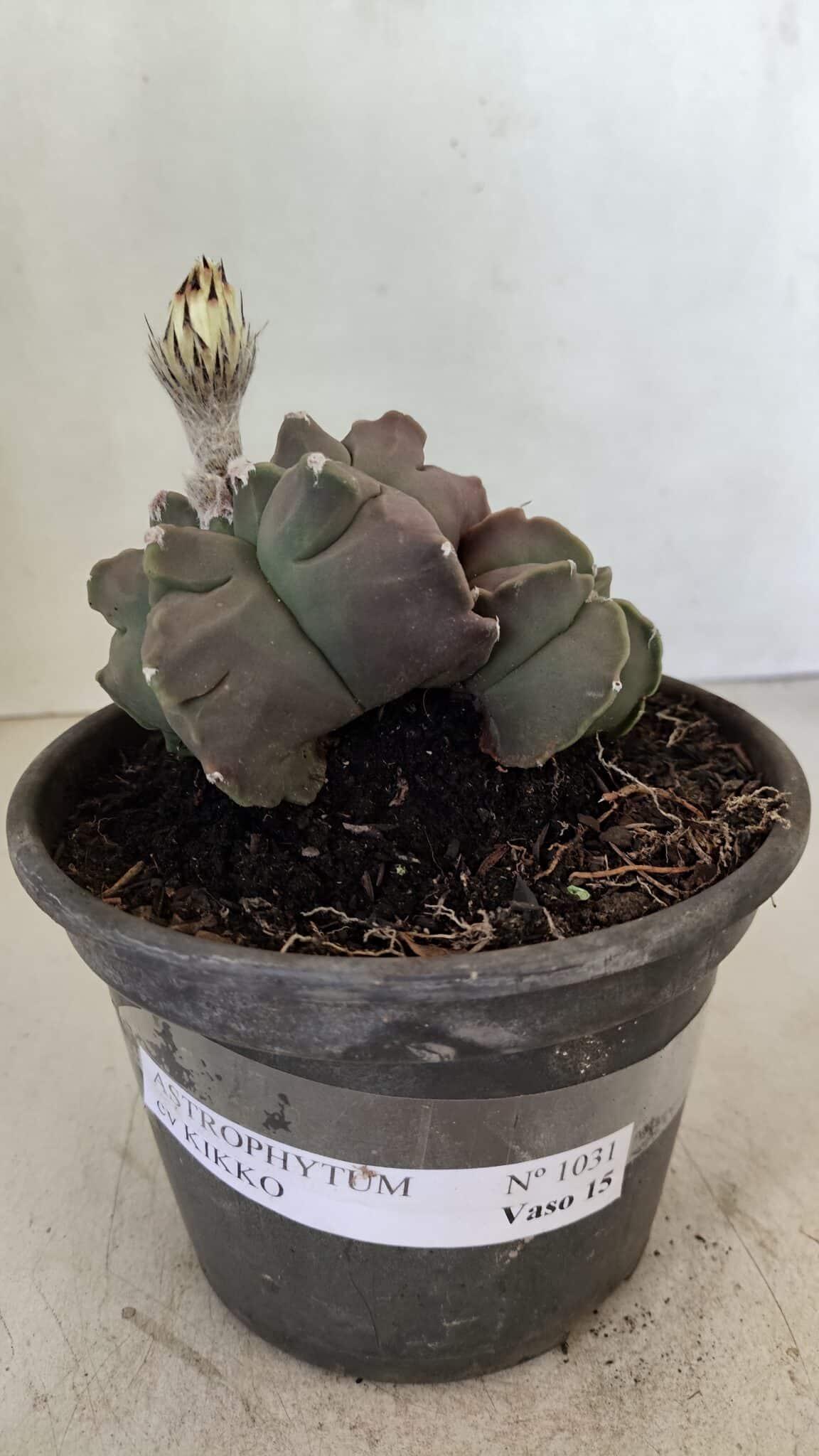 MATRIZ ASTROPHYTUM cv KIKKO "Bicéfalo"  Nº 1031 – vaso 15 - foto 2