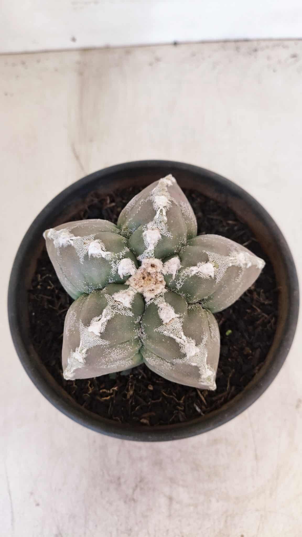 ASTROPHYTUM cv KIKKO Nº 1031 – vaso 15