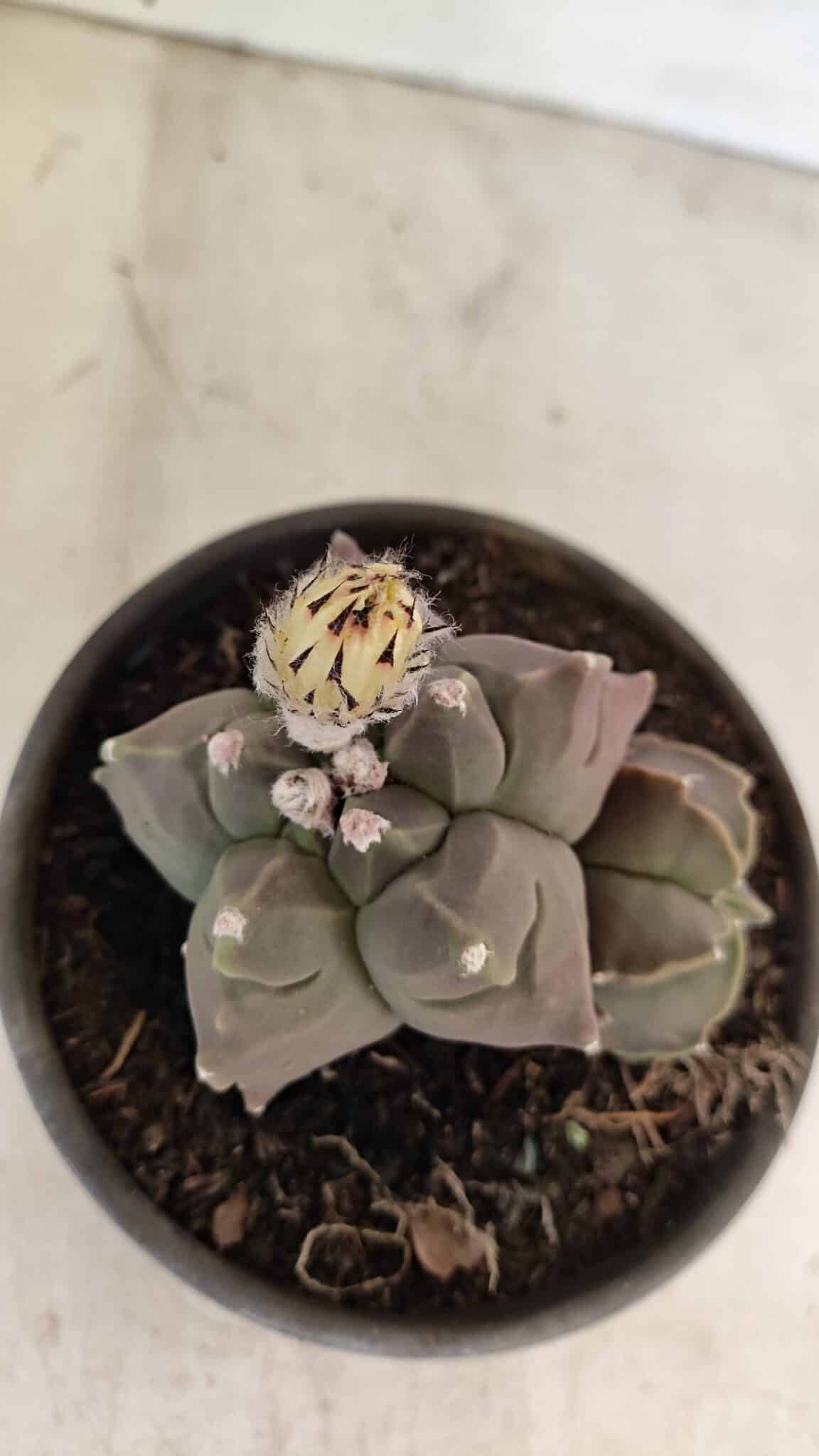 MATRIZ ASTROPHYTUM cv KIKKO "Bicéfalo"  Nº 1031 – vaso 15 - foto 10