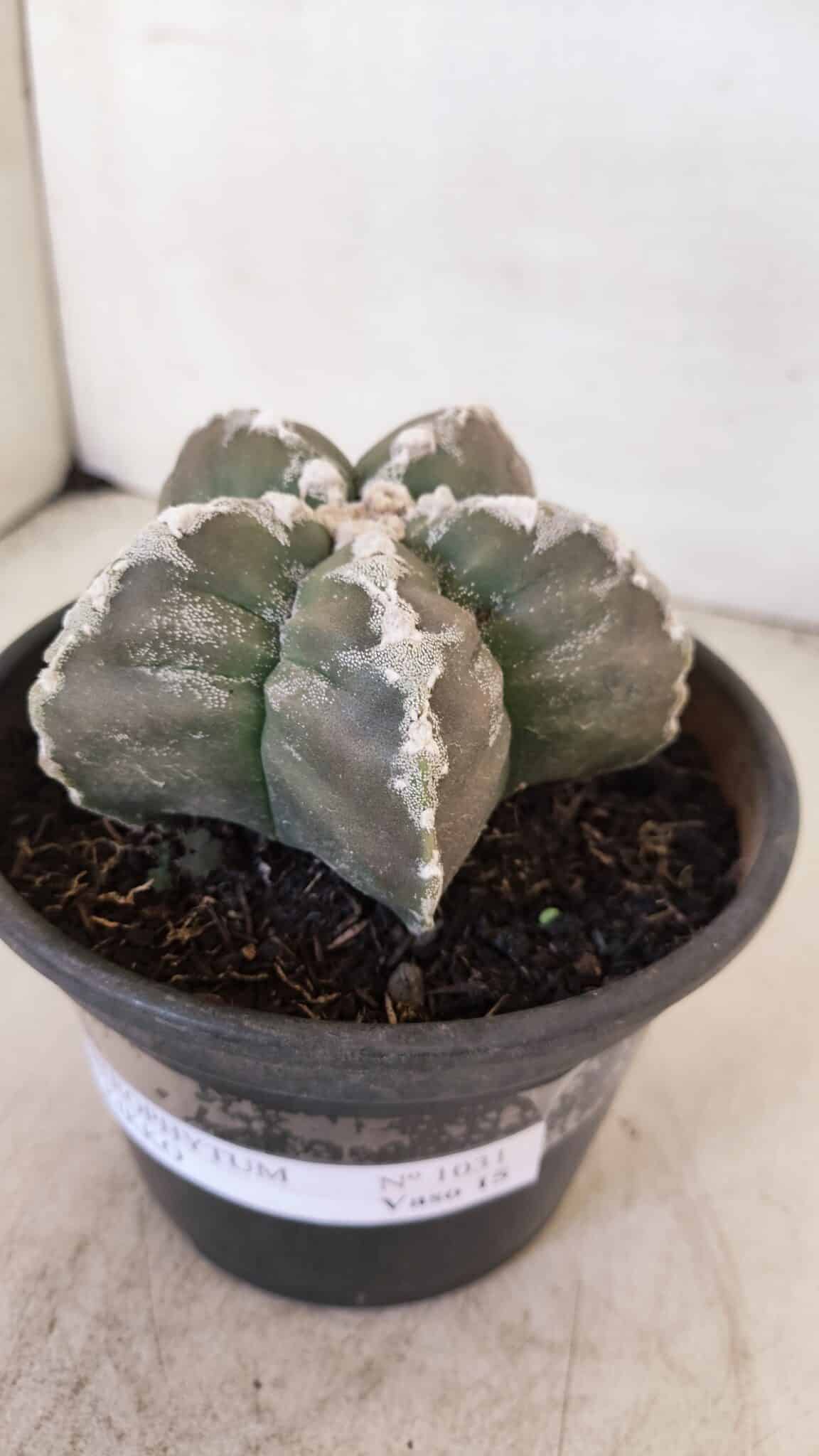 ASTROPHYTUM cv KIKKO Nº 1031 – vaso 15