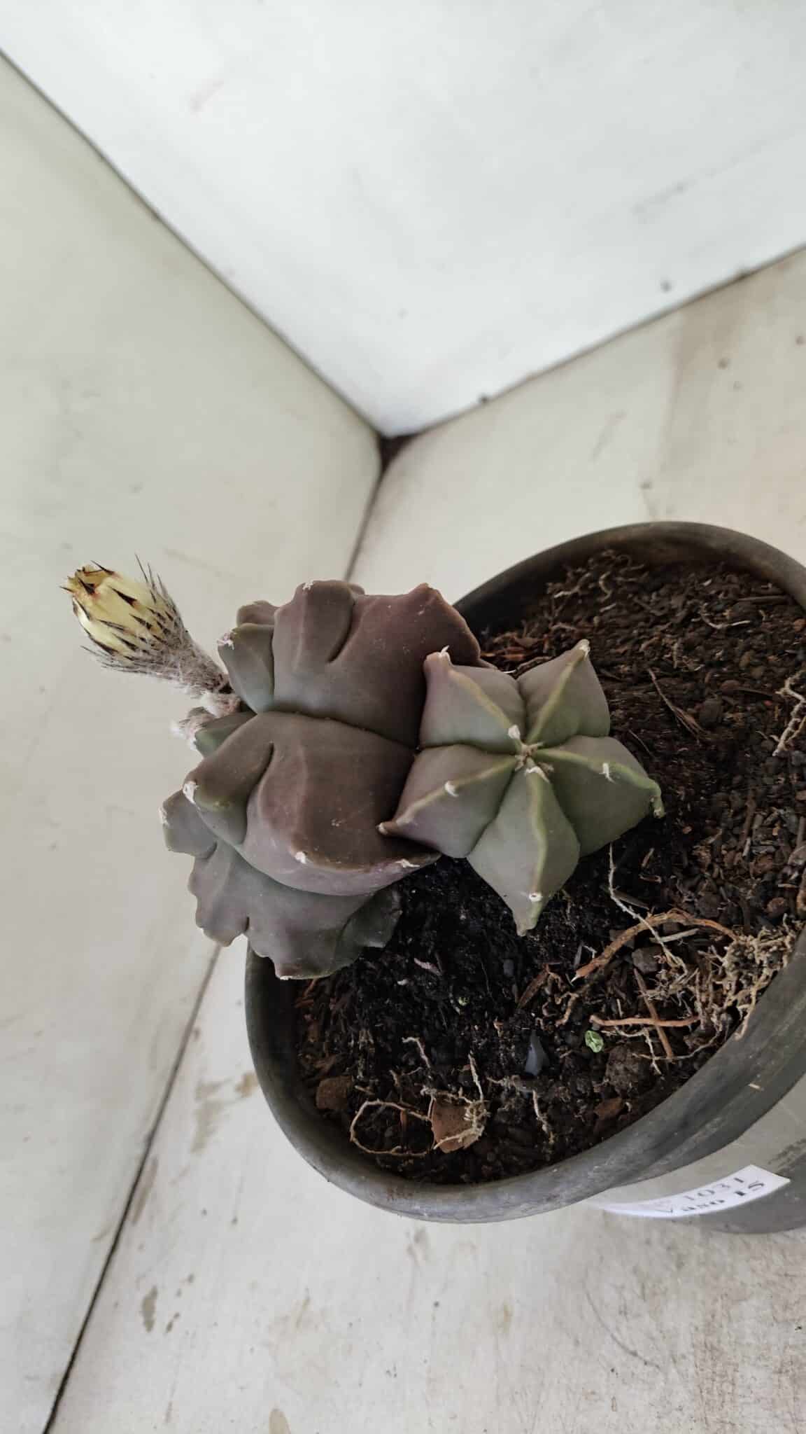 MATRIZ ASTROPHYTUM cv KIKKO "Bicéfalo"  Nº 1031 – vaso 15 - foto 9