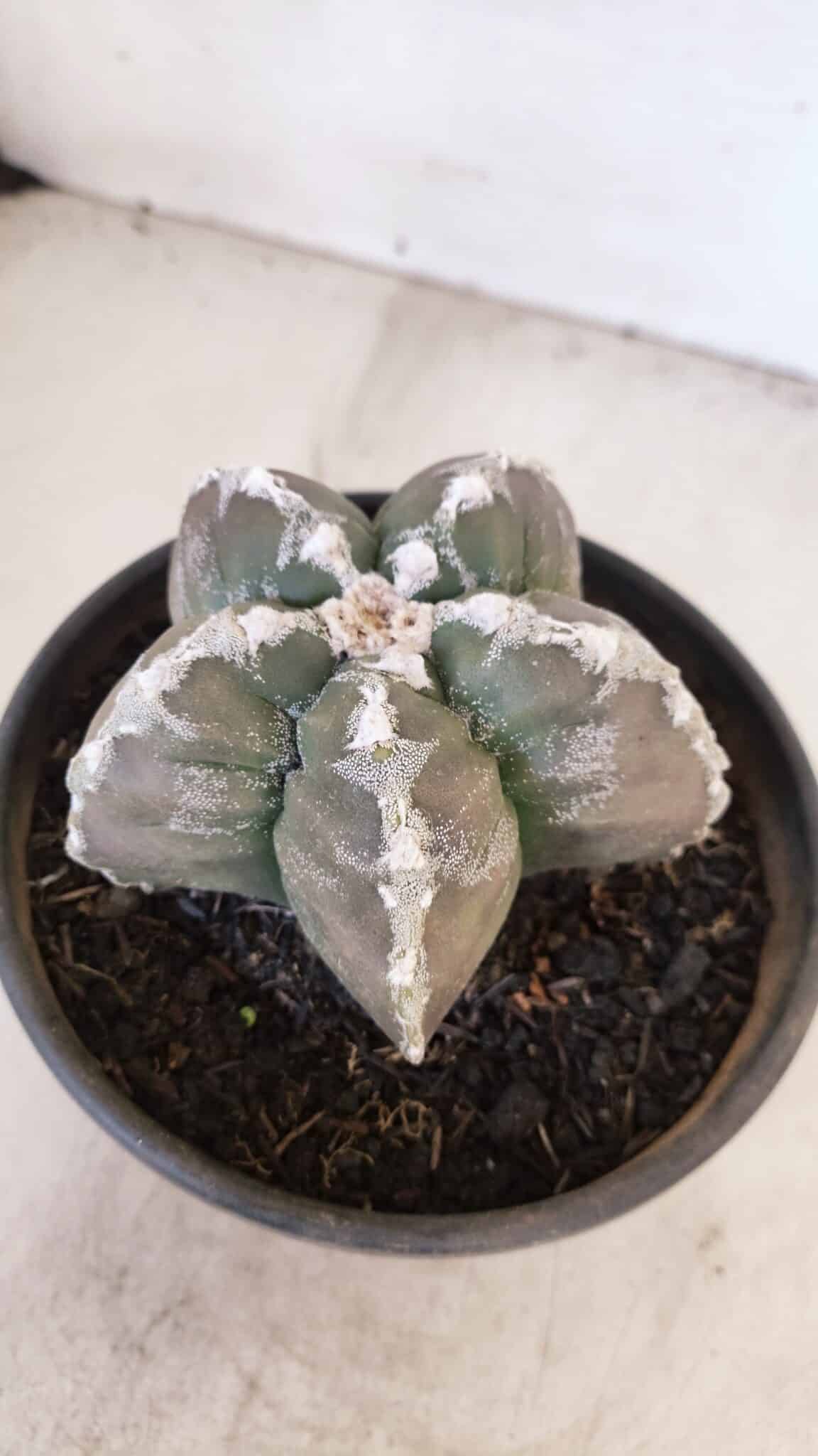 ASTROPHYTUM cv KIKKO Nº 1031 – vaso 15