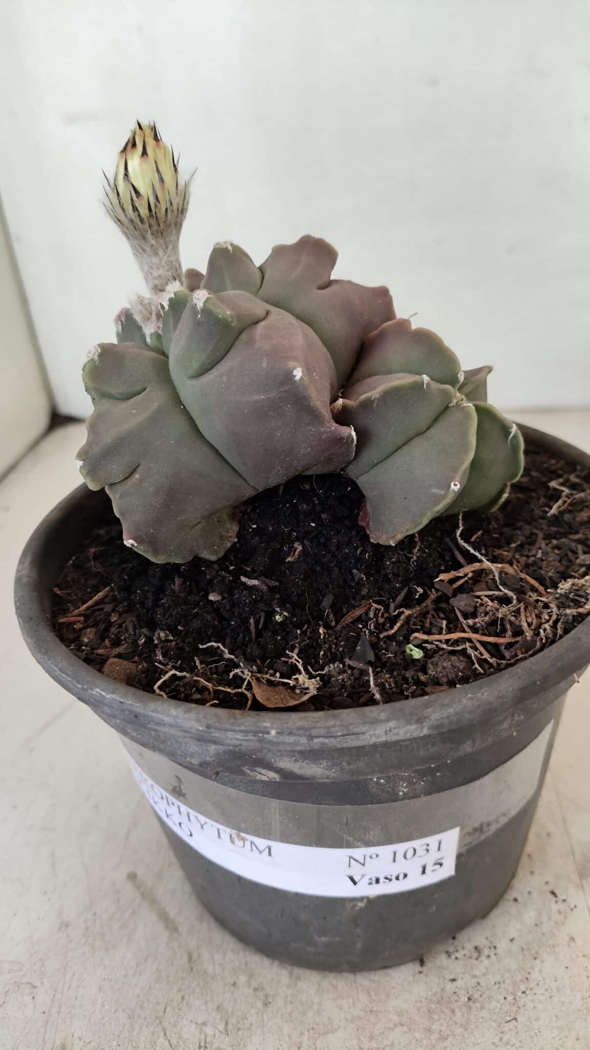 MATRIZ ASTROPHYTUM cv KIKKO "Bicéfalo"  Nº 1031 – vaso 15 - foto 8