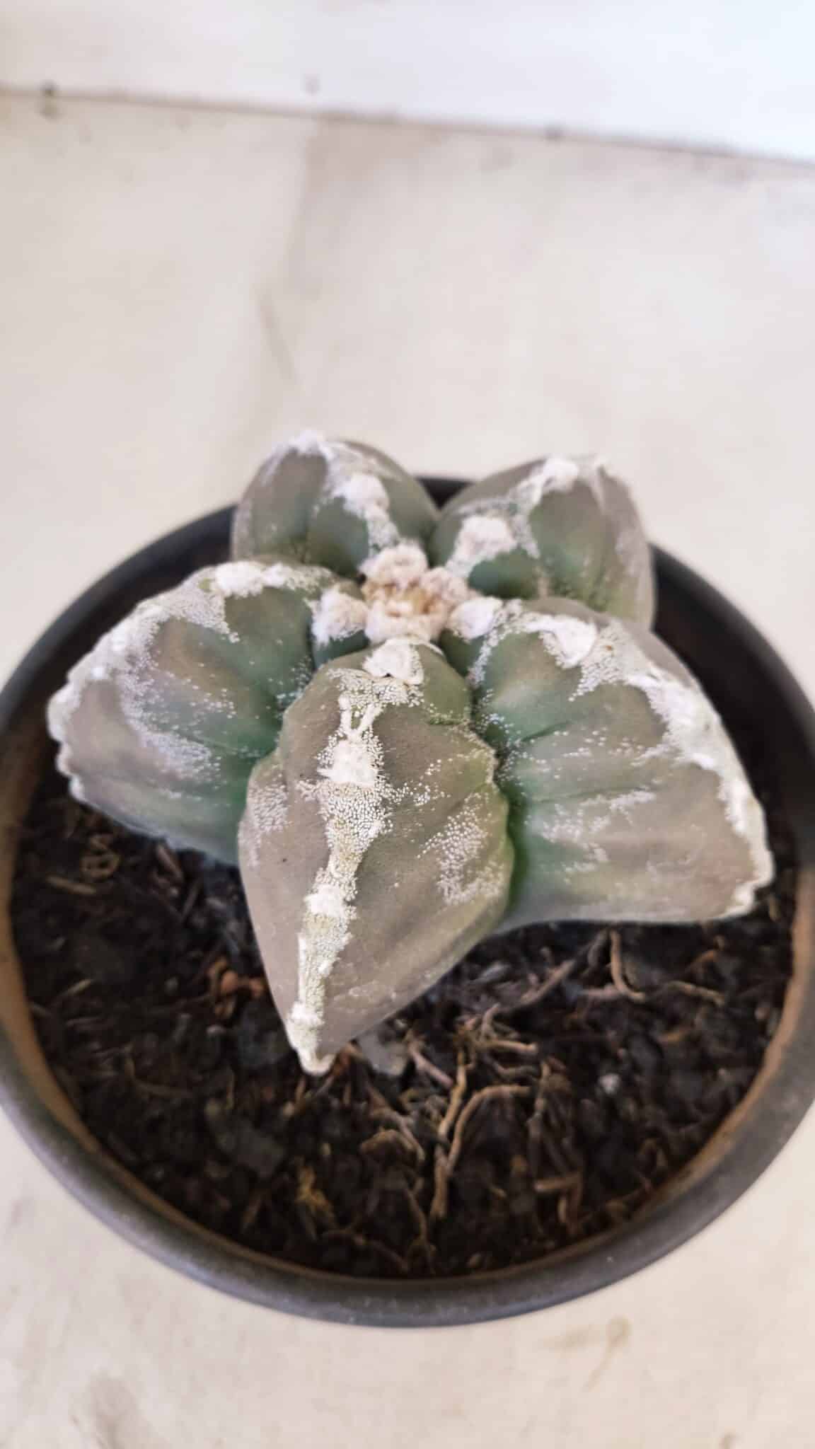 ASTROPHYTUM cv KIKKO Nº 1031 – vaso 15