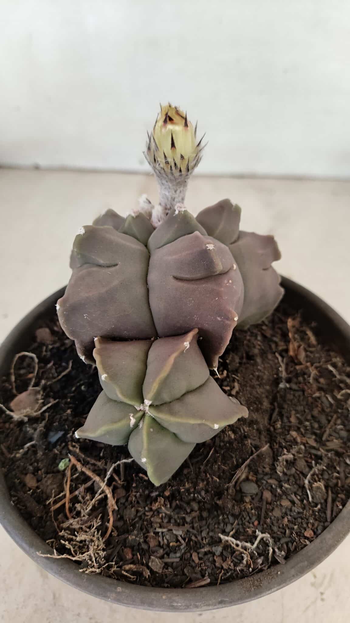 MATRIZ ASTROPHYTUM cv KIKKO "Bicéfalo"  Nº 1031 – vaso 15 - foto 6