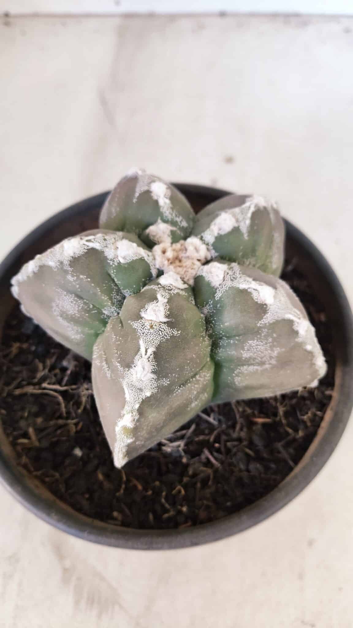 ASTROPHYTUM cv KIKKO Nº 1031 – vaso 15