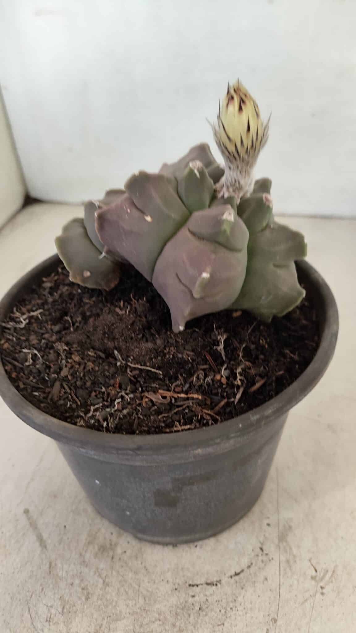 MATRIZ ASTROPHYTUM cv KIKKO "Bicéfalo"  Nº 1031 – vaso 15 - foto 7