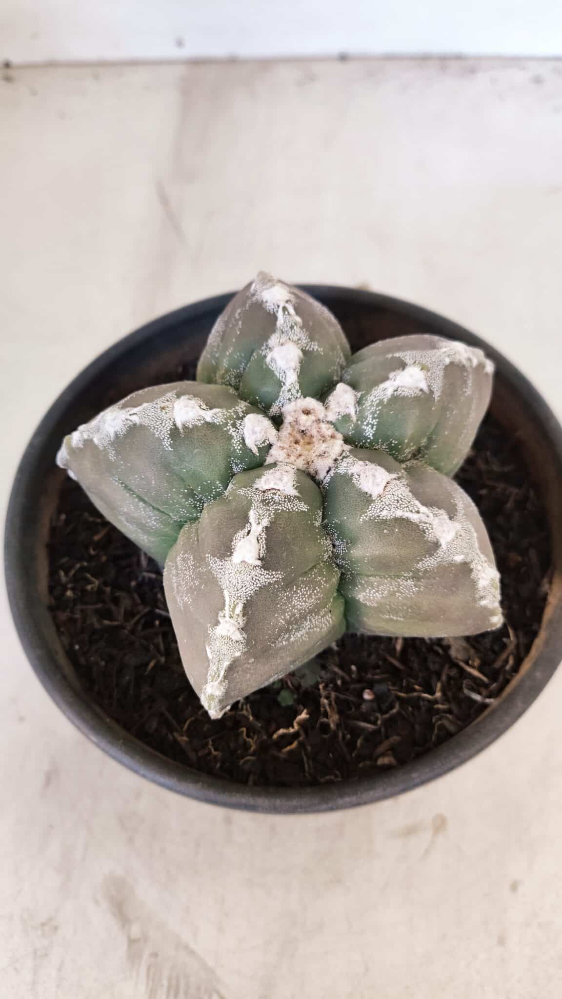 ASTROPHYTUM cv KIKKO Nº 1031 – vaso 15