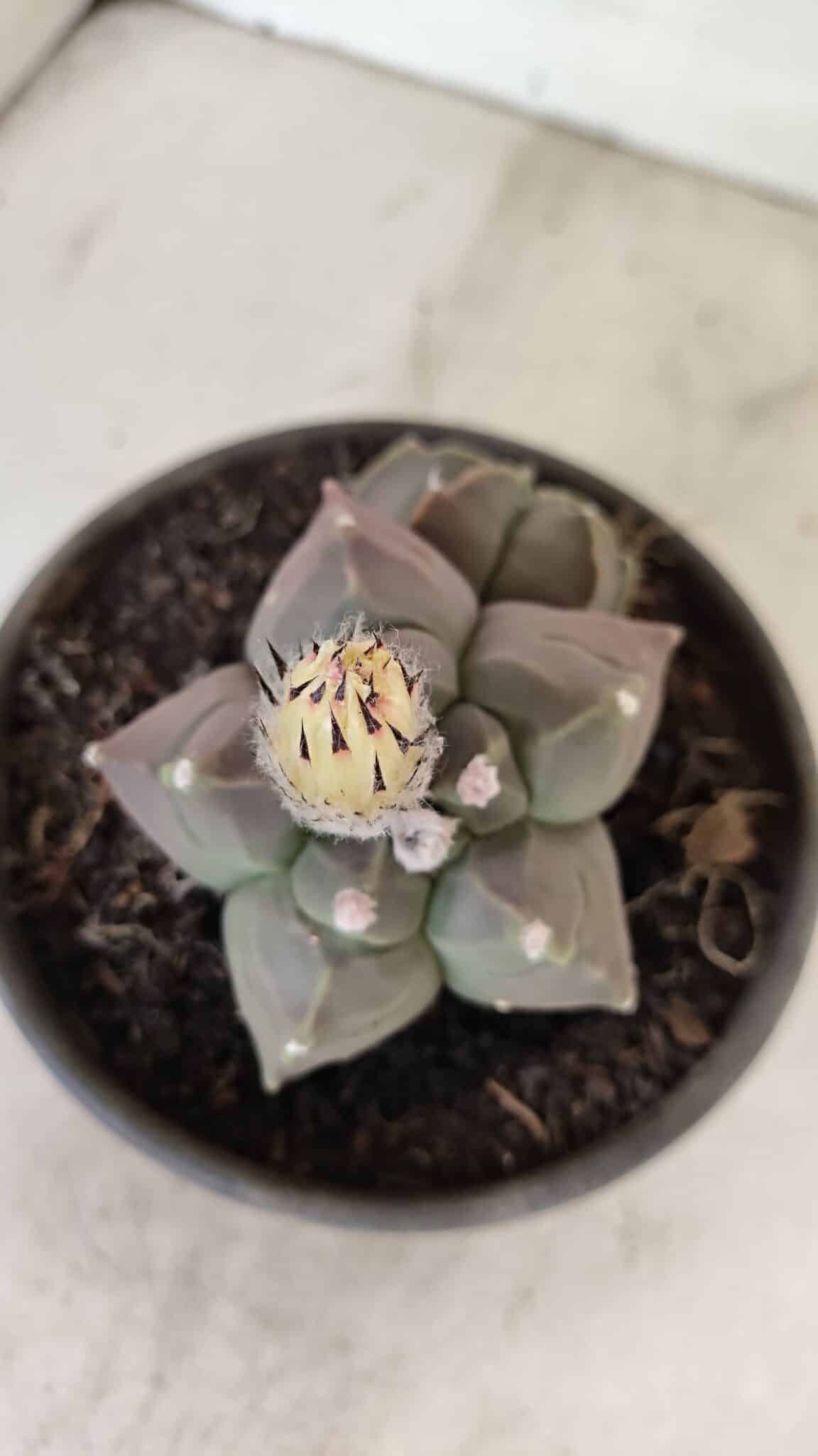 MATRIZ ASTROPHYTUM cv KIKKO "Bicéfalo"  Nº 1031 – vaso 15 - foto 3