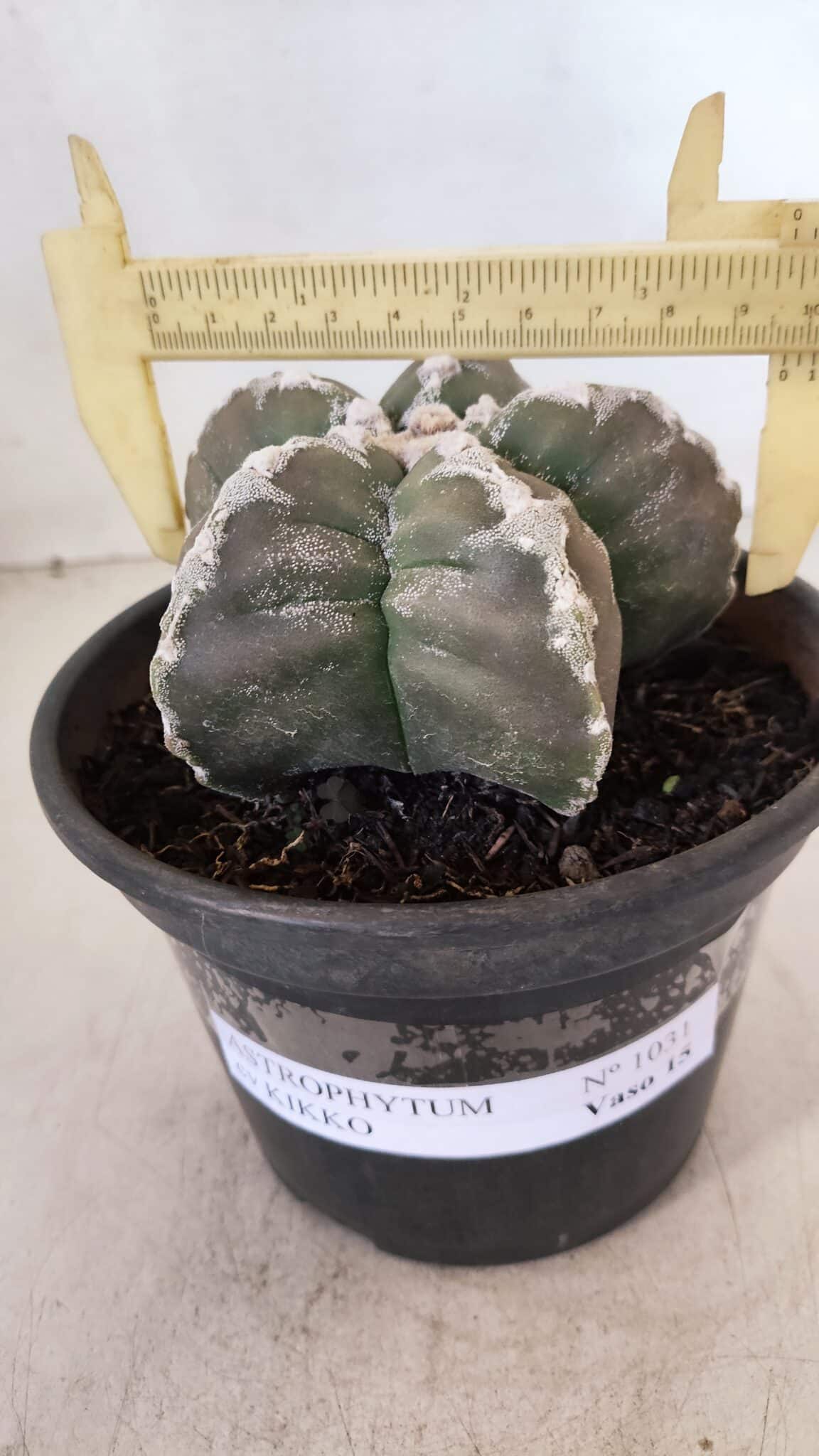 ASTROPHYTUM cv KIKKO Nº 1031 – vaso 15