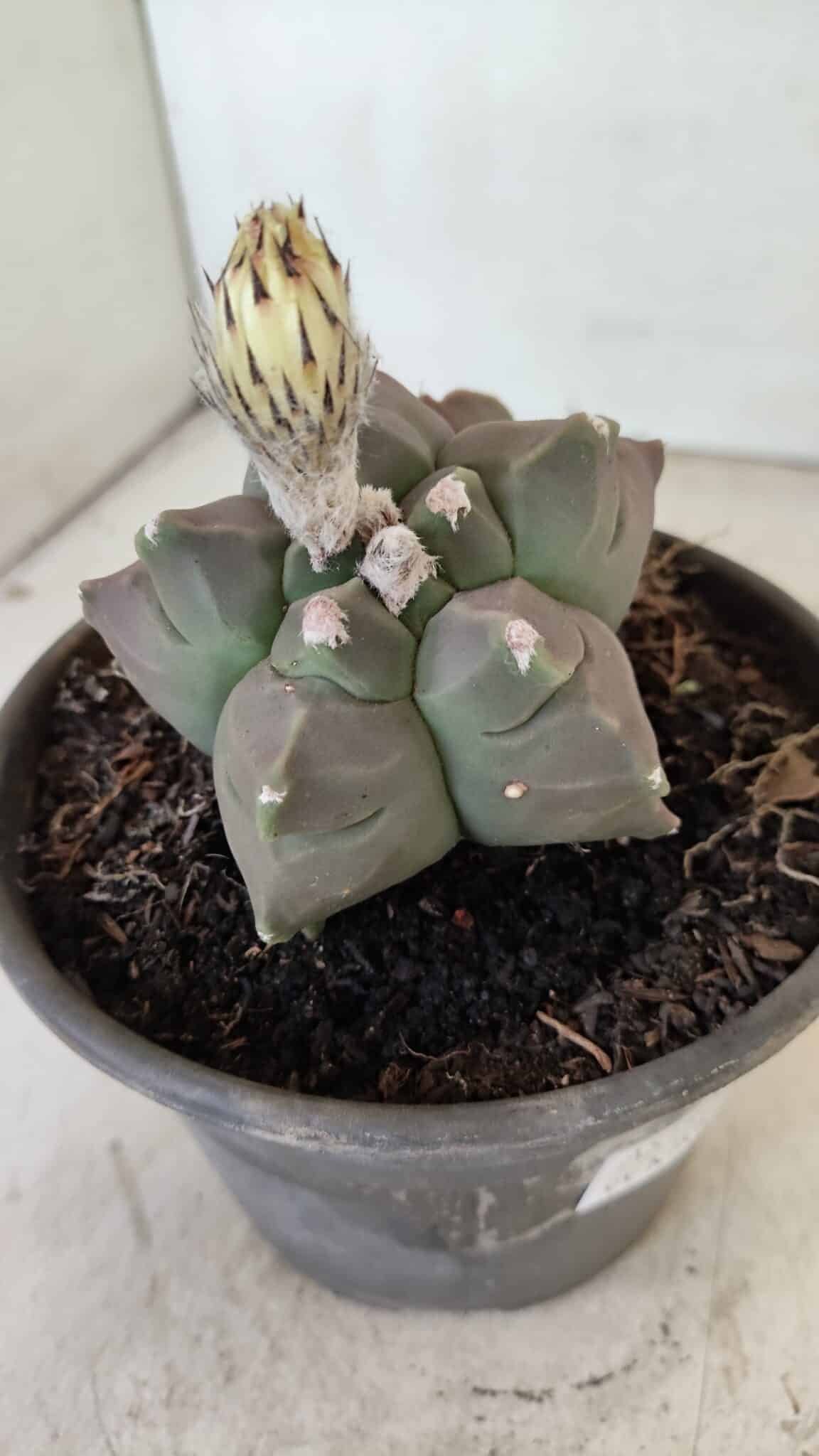 MATRIZ ASTROPHYTUM cv KIKKO "Bicéfalo"  Nº 1031 – vaso 15 - foto 5