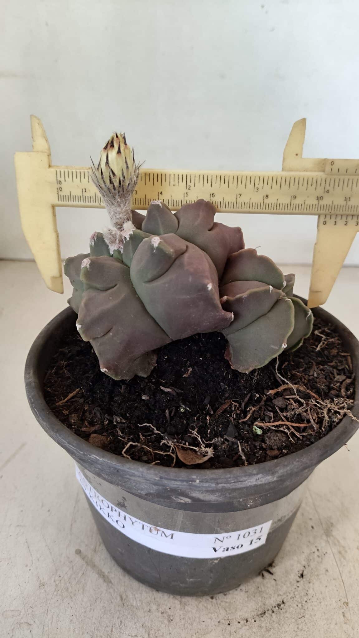 MATRIZ ASTROPHYTUM cv KIKKO "Bicéfalo"  Nº 1031 – vaso 15 - foto 4