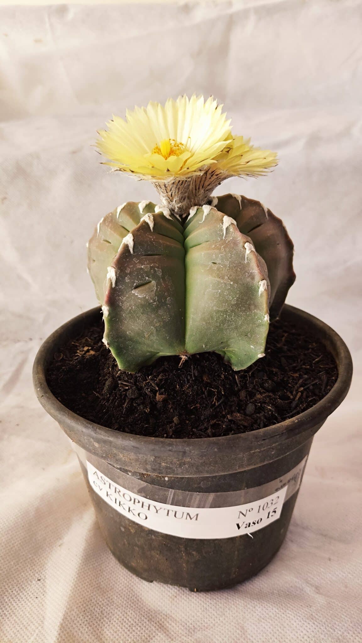 MATRIZ ASTROPHYTUM cv KIKKO Nº 1032 – vaso 15