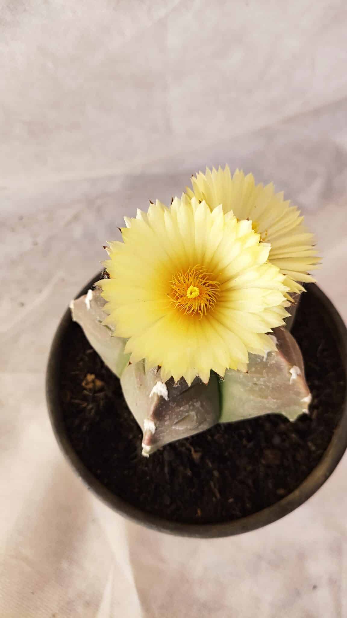 MATRIZ ASTROPHYTUM cv KIKKO Nº 1032 – vaso 15