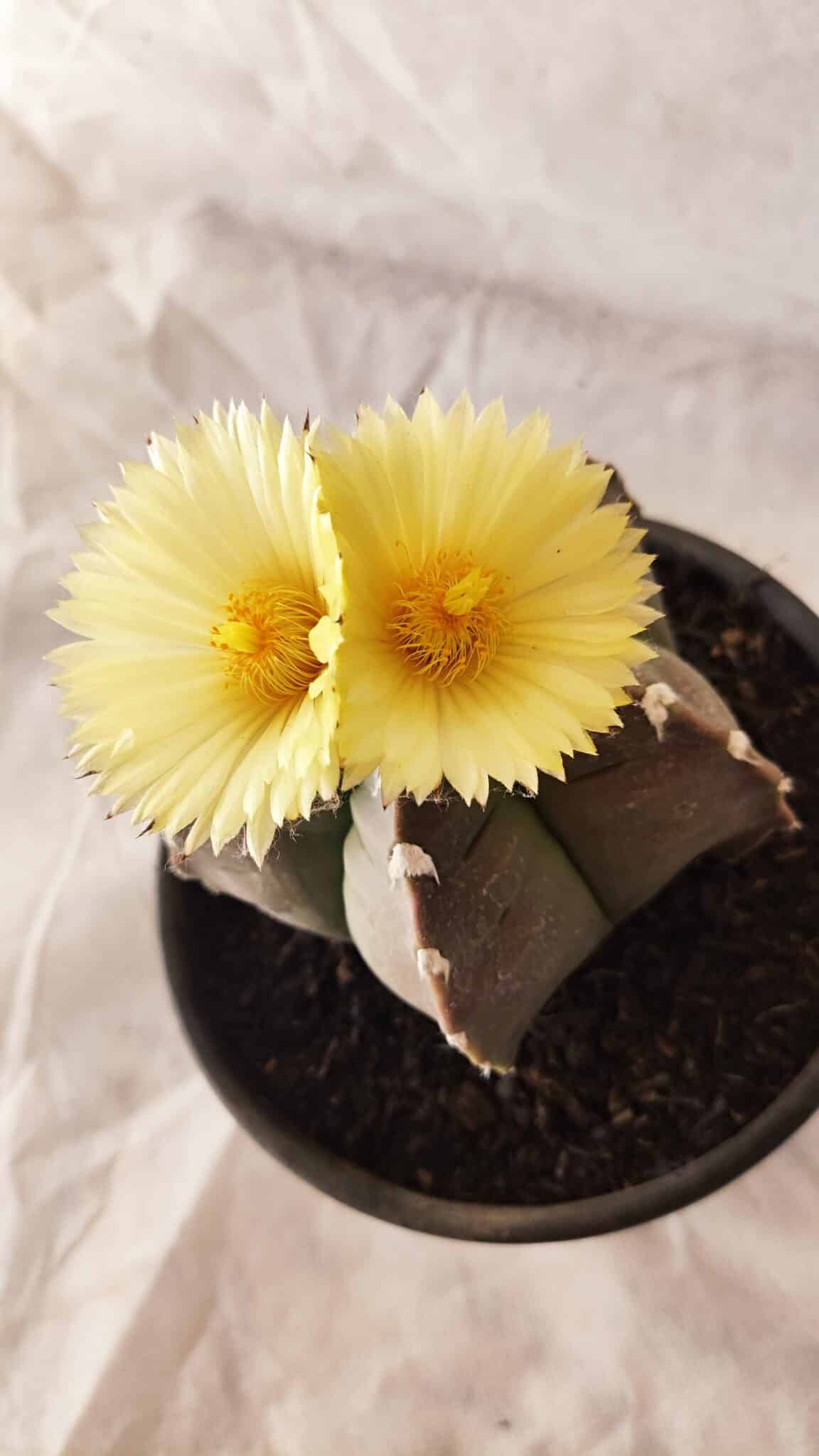 MATRIZ ASTROPHYTUM cv KIKKO Nº 1032 – vaso 15
