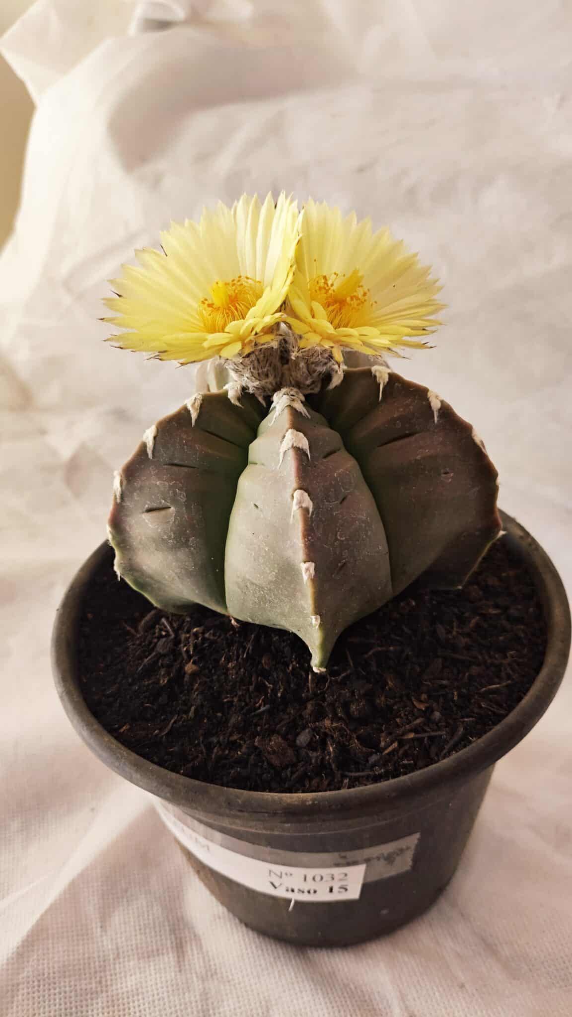 MATRIZ ASTROPHYTUM cv KIKKO Nº 1032 – vaso 15