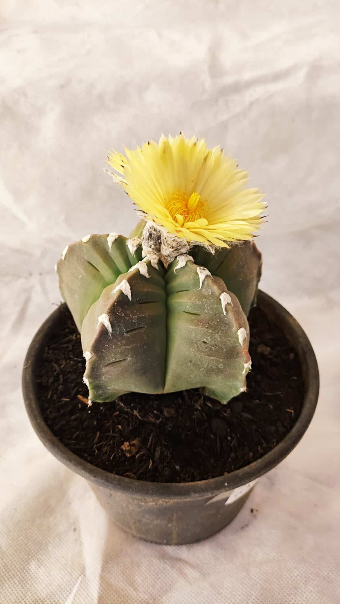 MATRIZ ASTROPHYTUM cv KIKKO Nº 1032 – vaso 15