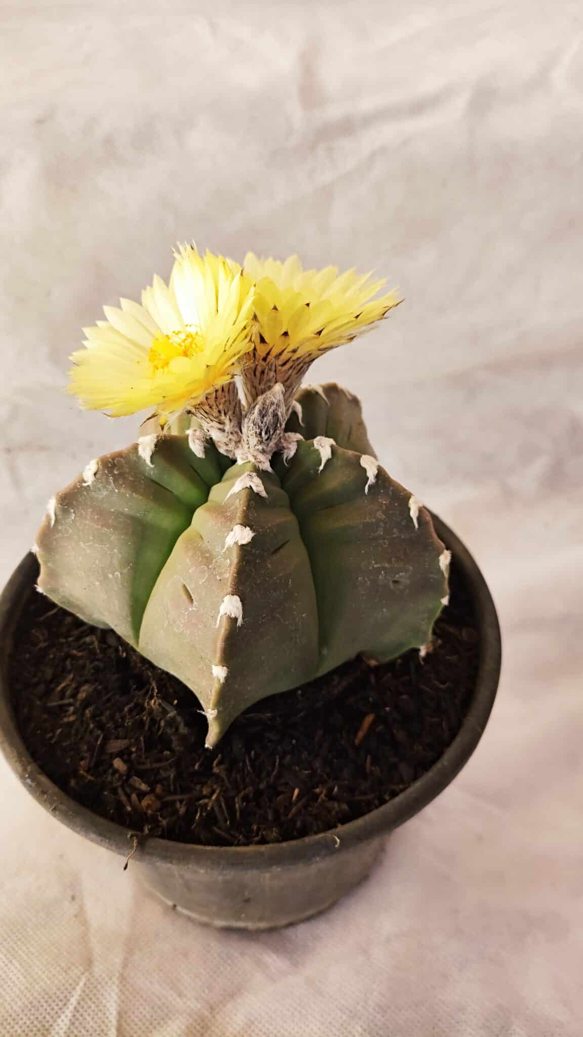 MATRIZ ASTROPHYTUM cv KIKKO Nº 1032 – vaso 15