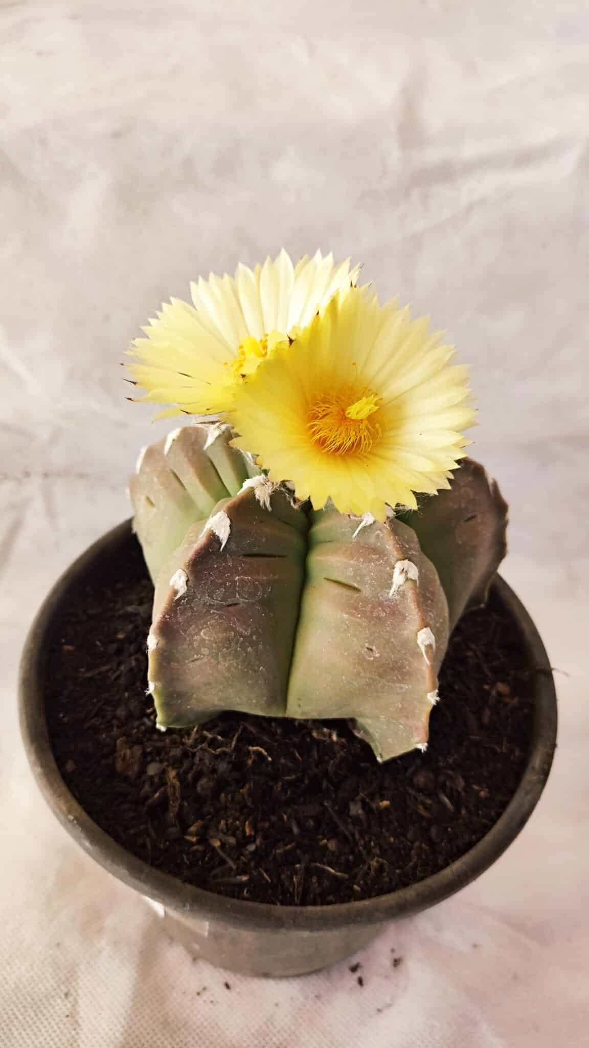 MATRIZ ASTROPHYTUM cv KIKKO Nº 1032 – vaso 15