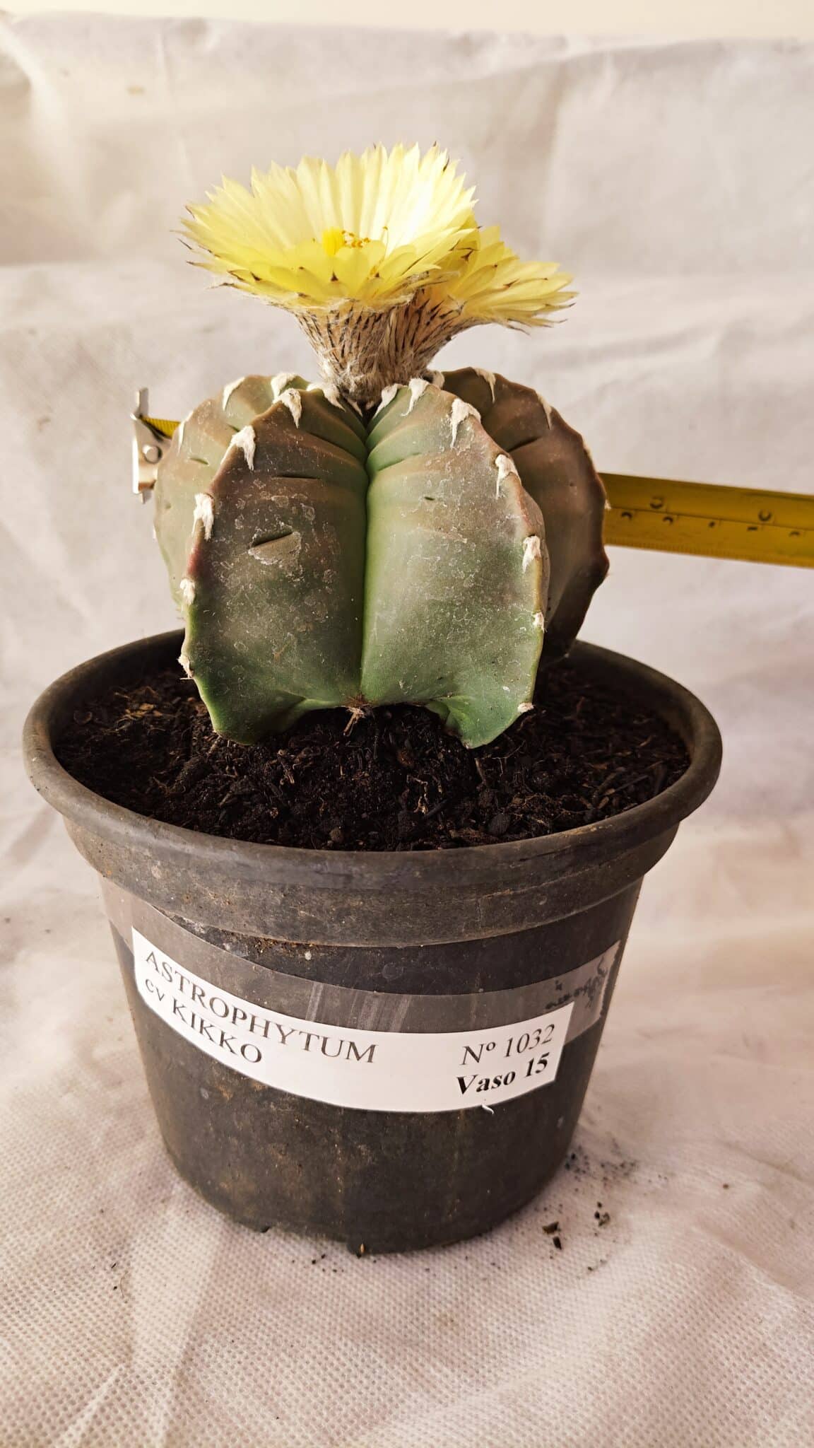 MATRIZ ASTROPHYTUM cv KIKKO Nº 1032 – vaso 15